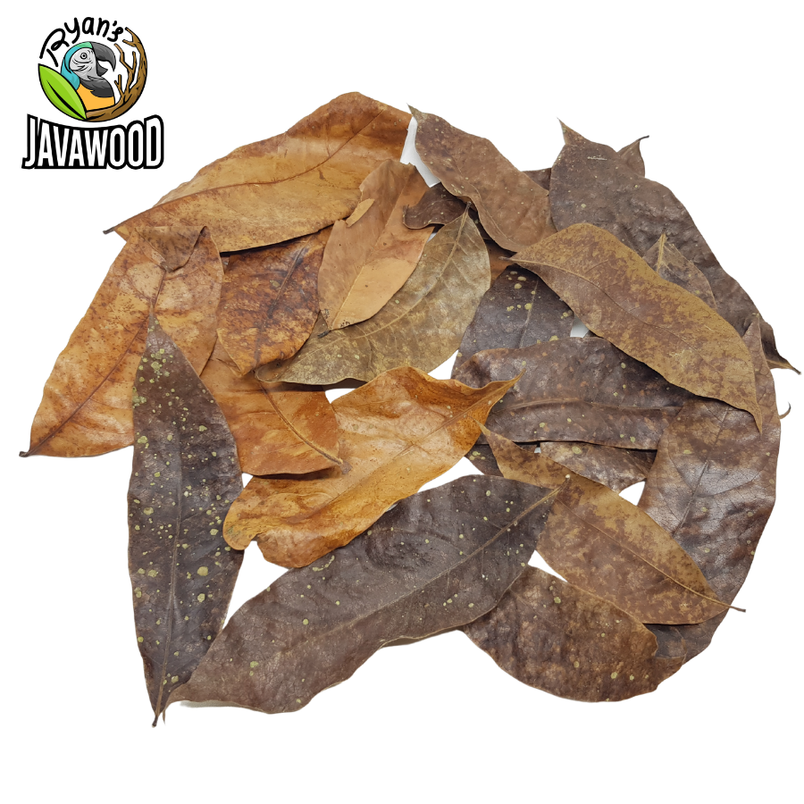 Best Bio Active Dried Mahogany, Bamboo, Jackfruit, Mango Leaves for Reptile Cage or House at Home from Central Java Indonesia