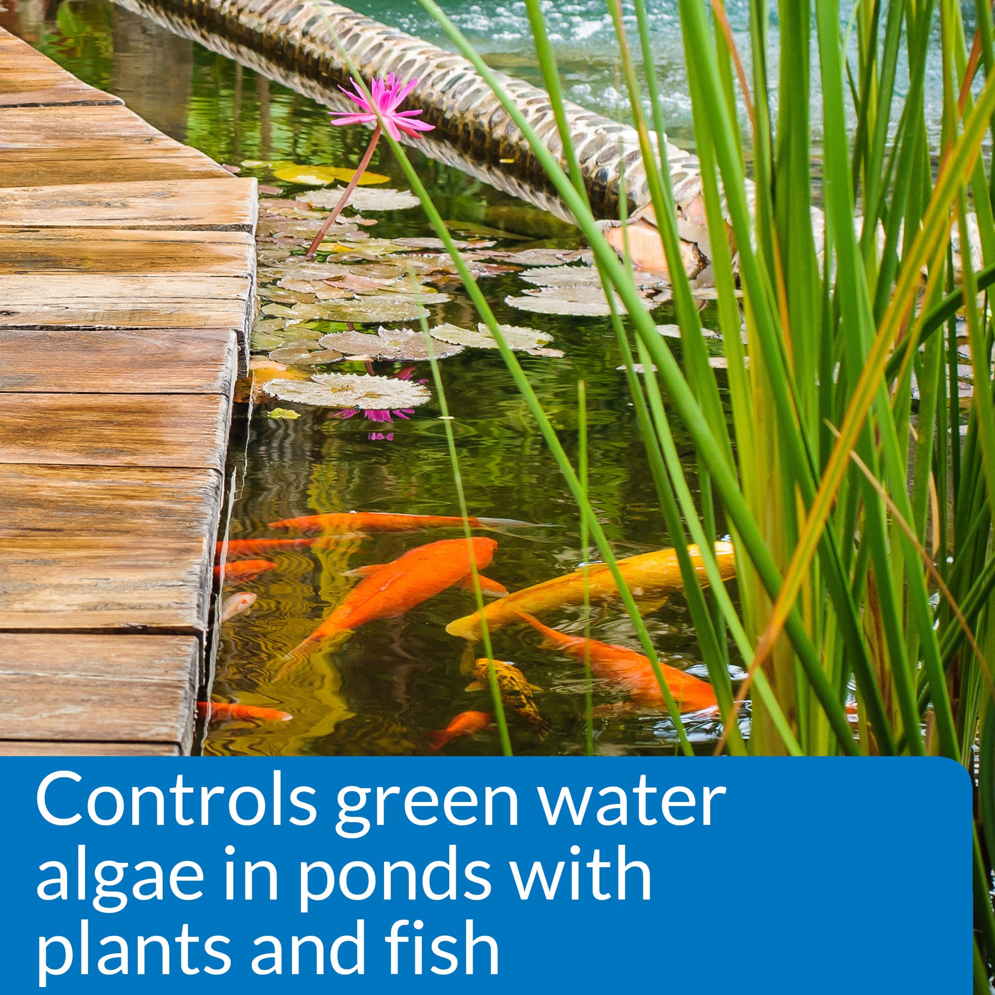 PondCare Microbial Algae Clean Pond Algae Remover, 16 oz.