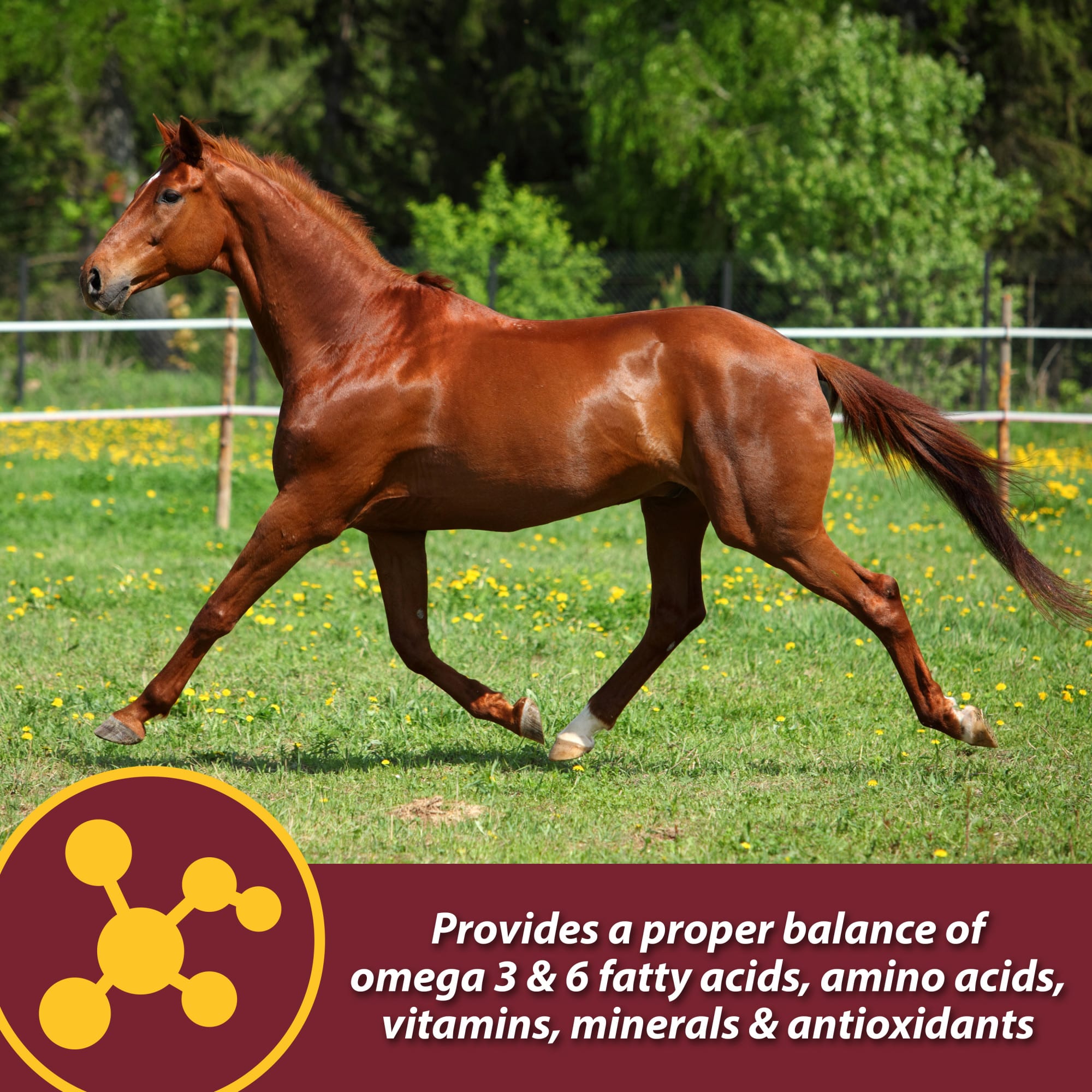 Farnam Laser Sheen Skin & Coat Promotes Healthy Skin & Radiant Coat from the Inside Out Supplement for Horses, 7.5 lbs.