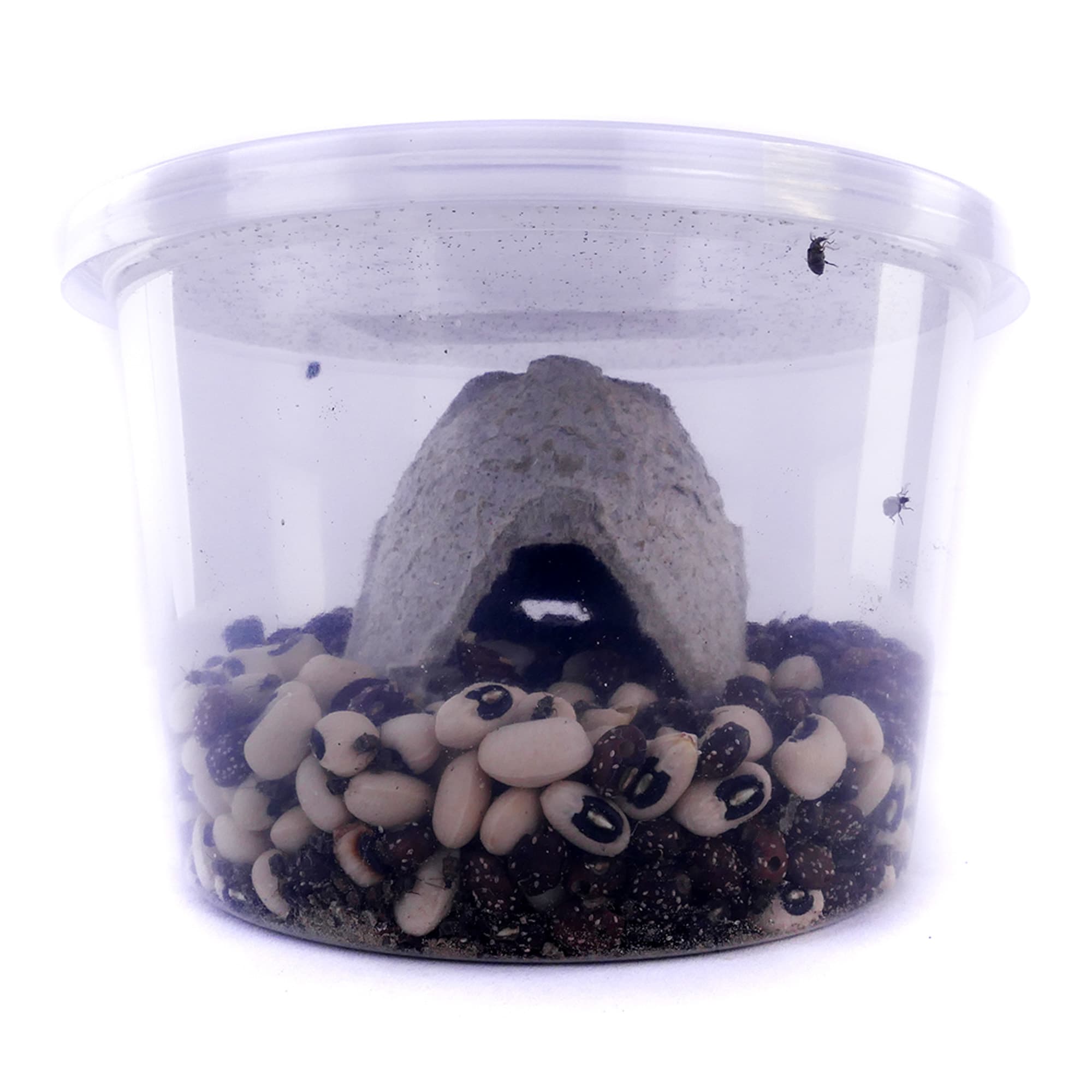 Bean Beetle Culture, 16 oz.