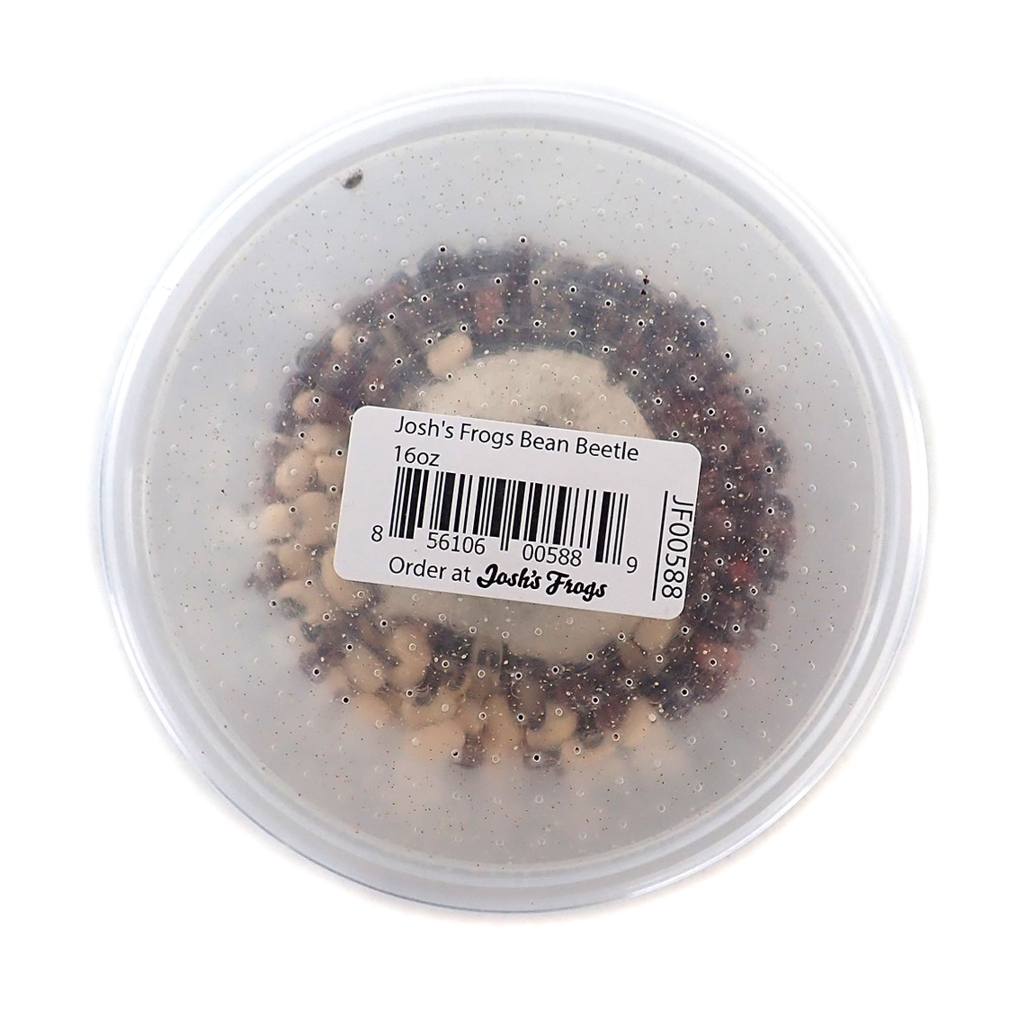 Bean Beetle Culture, 16 oz.