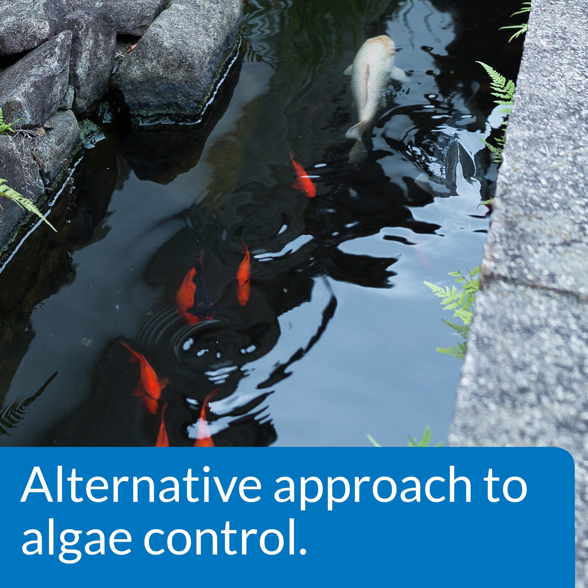 PondCare Microbial Algae Clean Pond Algae Remover, 16 oz.