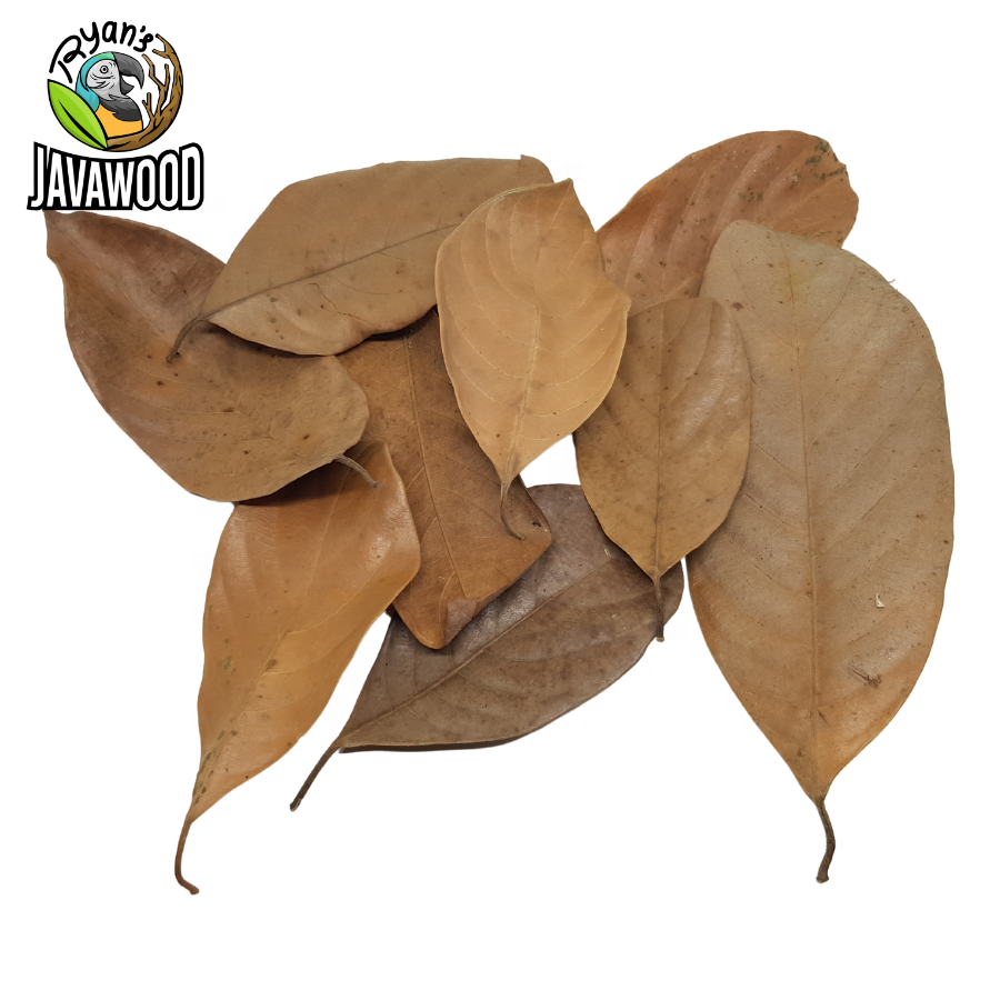 Bio Active Dried Mahogany, Bamboo, Jackfruit, Mango Leaves for Reptile Cage or House at Home from Central Java Indonesia
