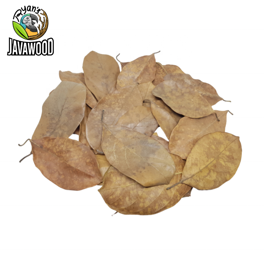 Bio Active Dried Mahogany, Bamboo, Jackfruit, Mango Leaves for Reptile Cage or House at Home from Central Java Indonesia