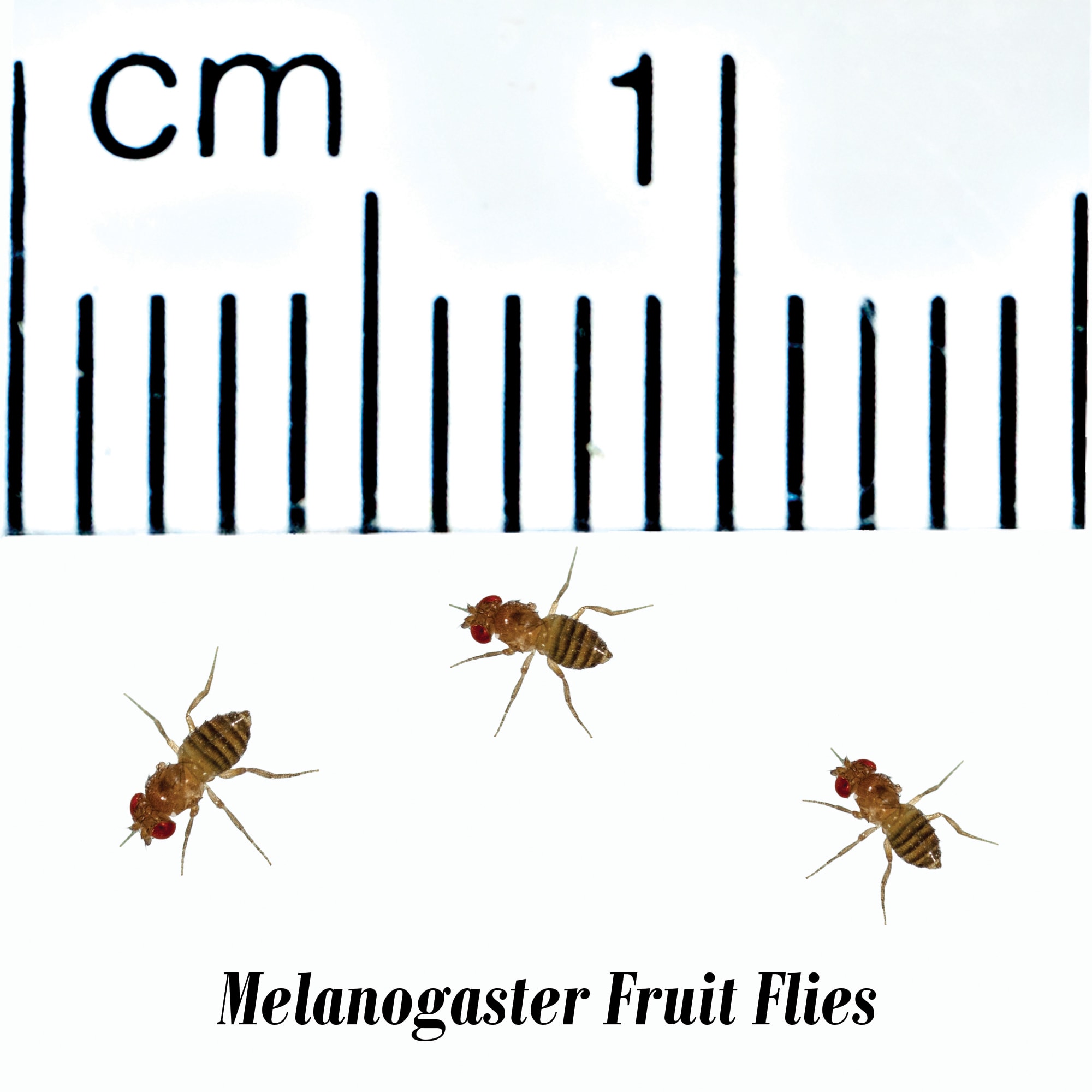 Melanogaster Fruit Fly Culture (Drosophila melanogaster) - Pack of 4
