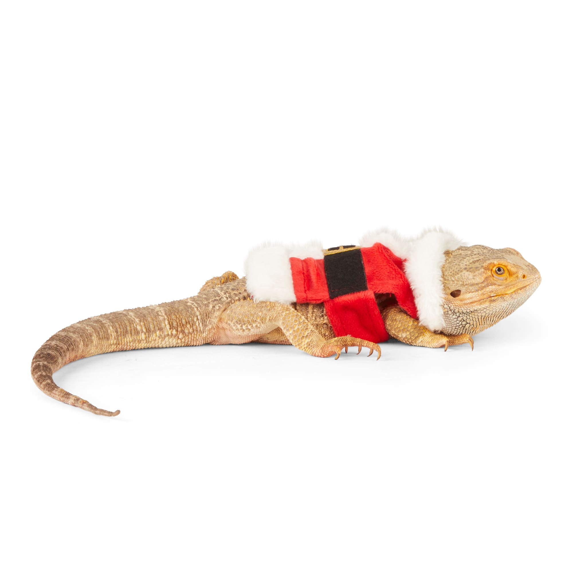 Merry Makings Santa Costume for Reptiles, Red
