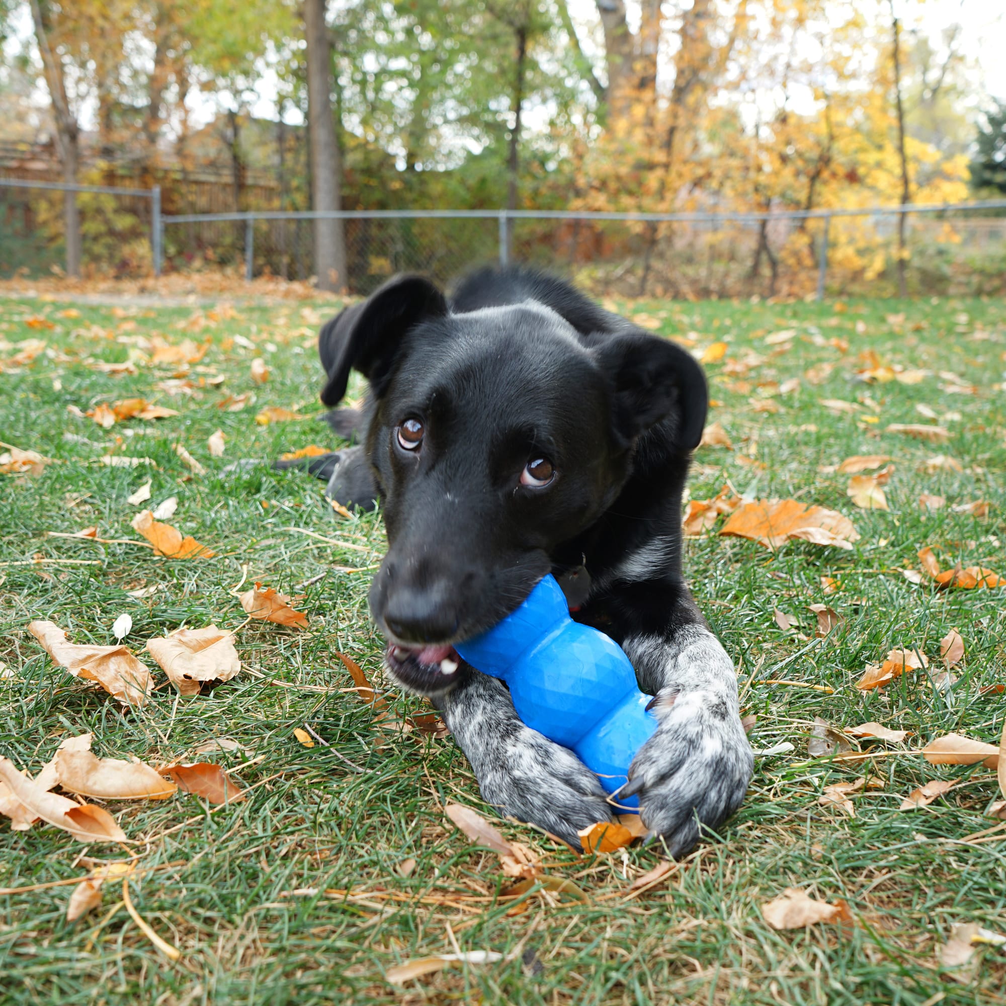 KONG Genius Mike Assorted Dog Toy, Small