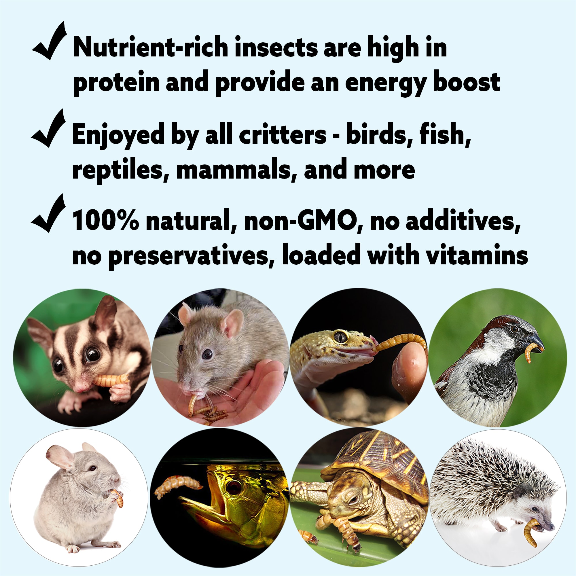Exotic Nutrition Bug Blend Small Pet Treat, 1.71 oz.
