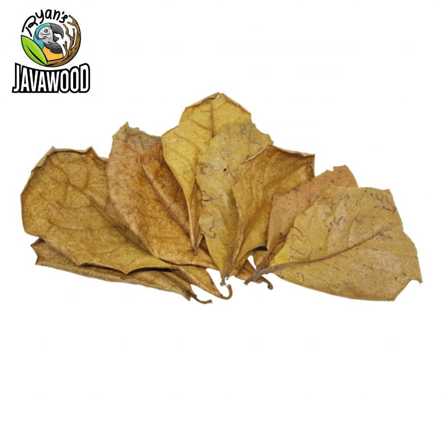 Bio Active Dried Mahogany, Bamboo, Jackfruit, Mango Leaves for Reptile Cage or House at Home from Central Java Indonesia
