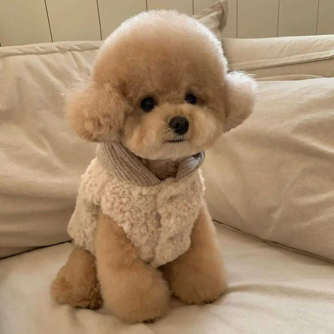 Dog Clothes With Hat Fashion Design Small Medium Dog Coat Winter Warm Costumes Puppy Autumn Clothes Chihuahua VestXJ241125