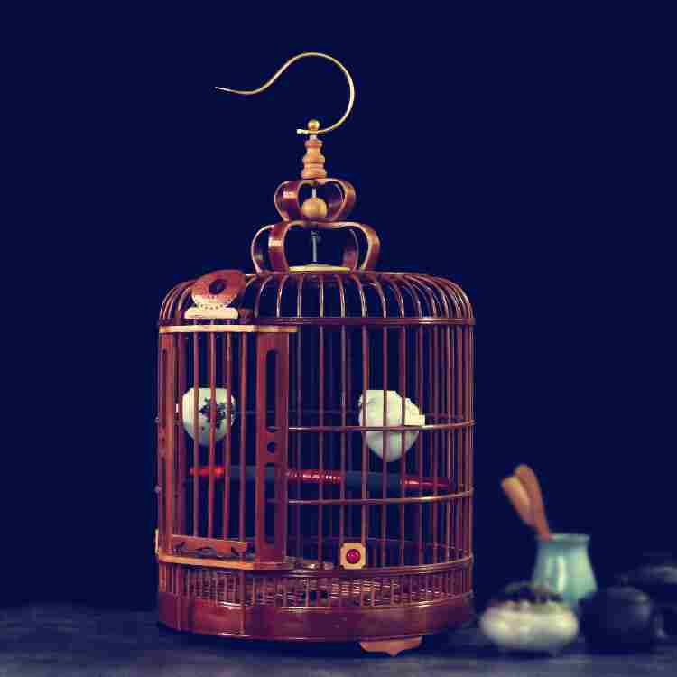 2019 cheapest bird cages plastic
