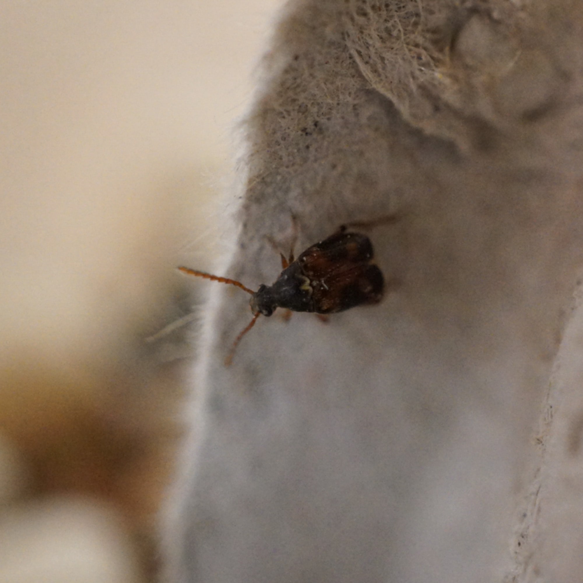Bean Beetle Culture, 16 oz.
