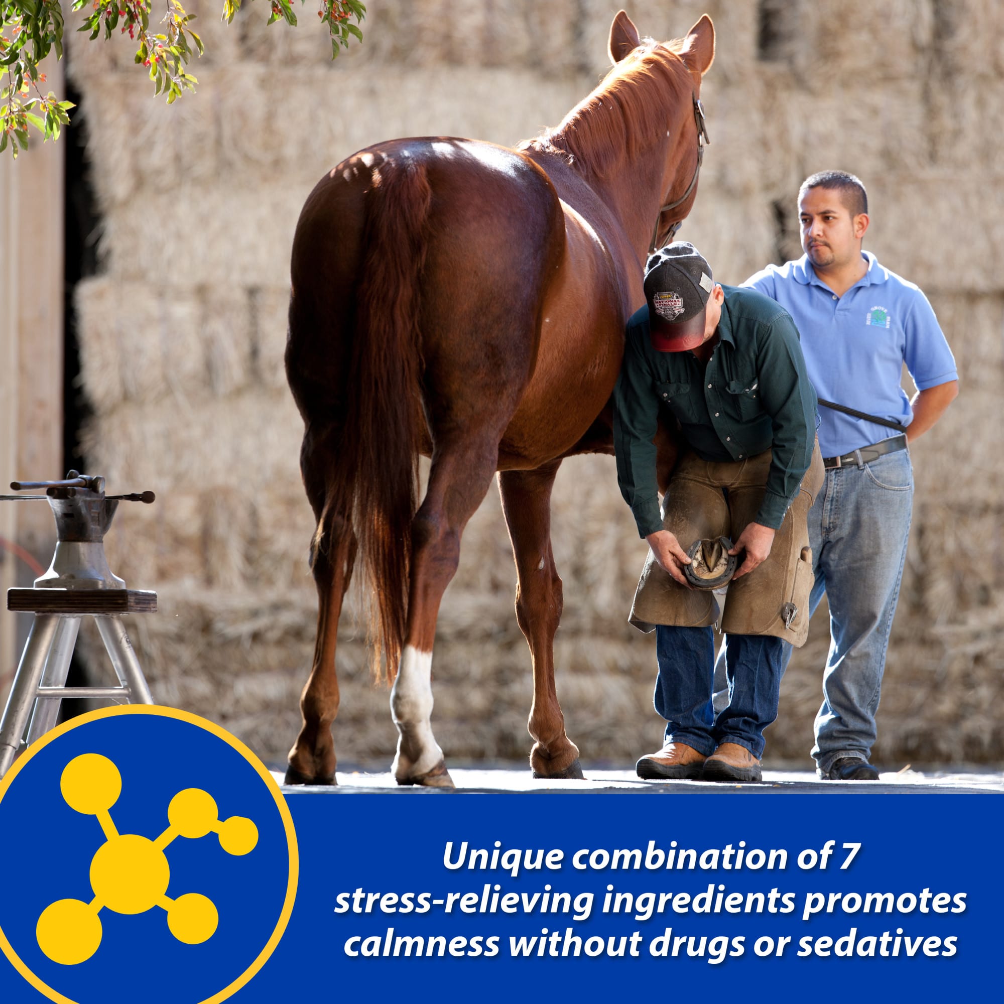 Farnam Quietex II Focusing & Calming Pellets, 1.625 lbs.