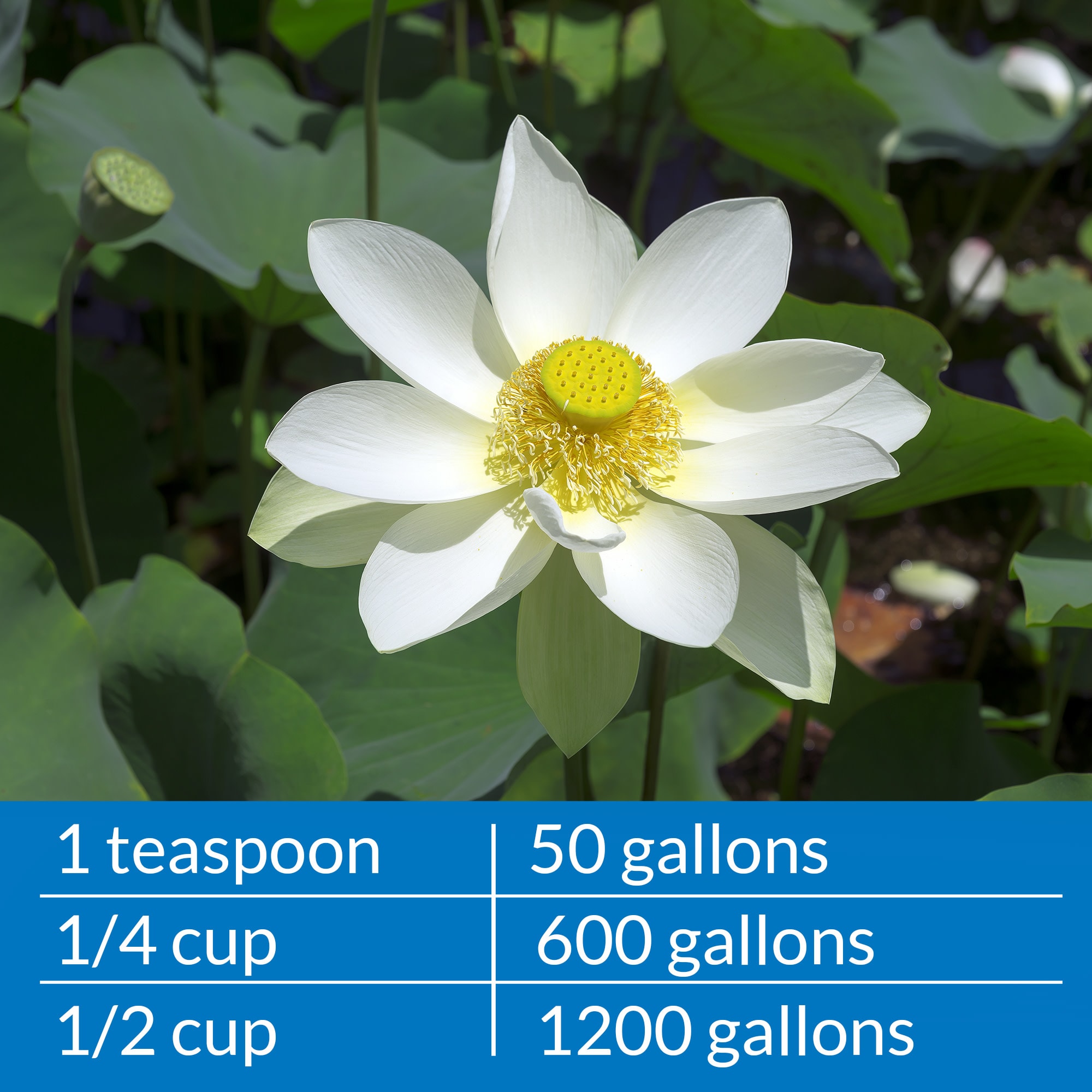 PondCare Microbial Algae Clean Pond Algae Remover, 16 oz.