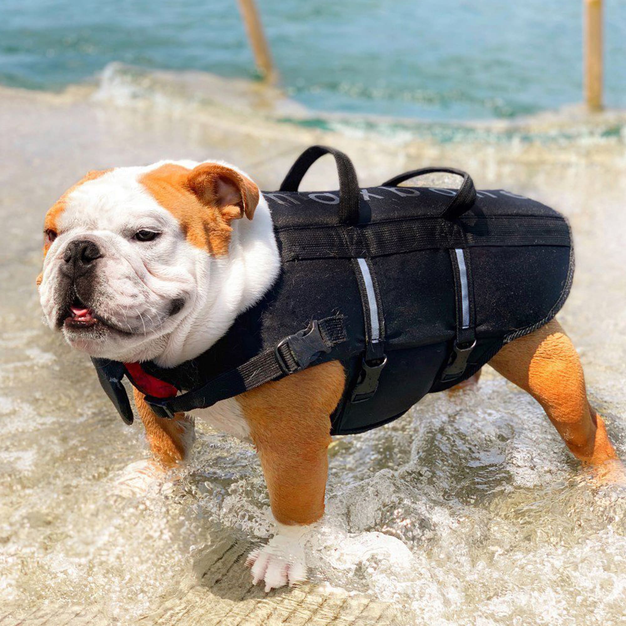 maxbone Life Jacket Dog Vest, X-Small