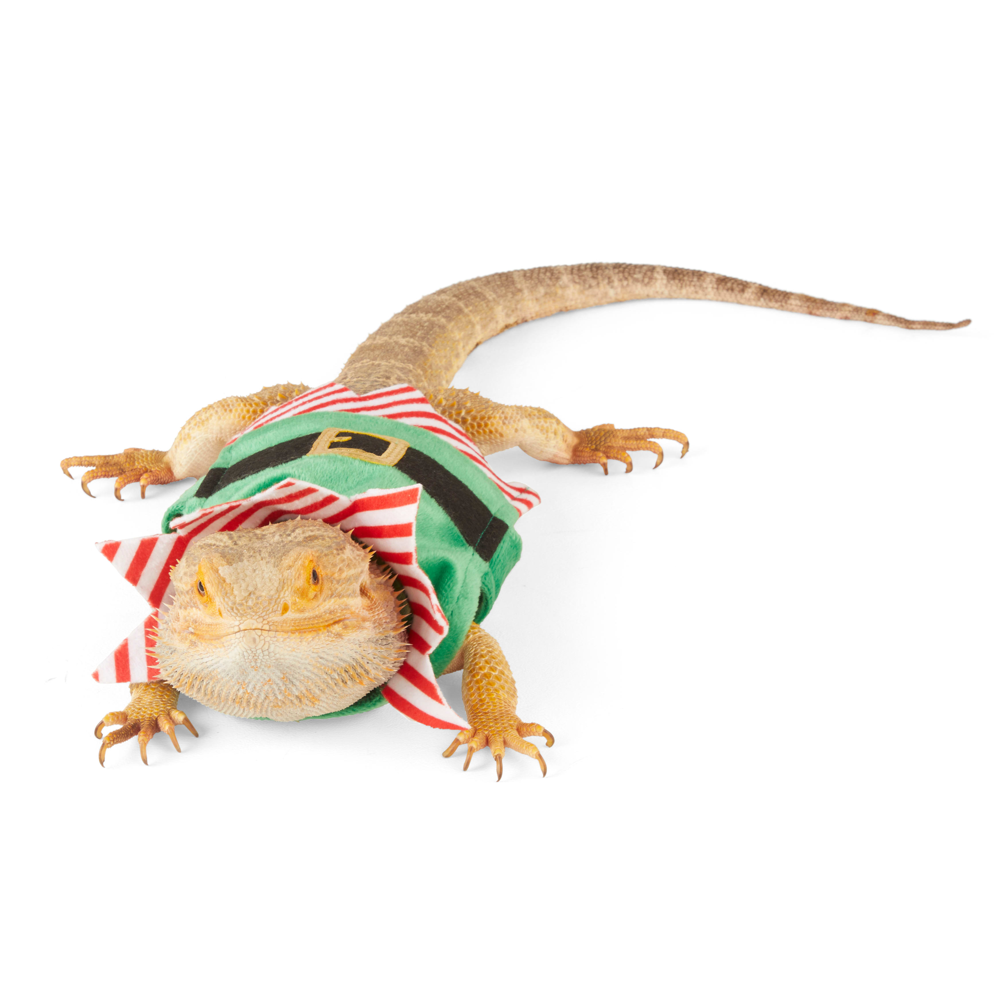 Merry Makings Elf Costume for Reptiles, Green