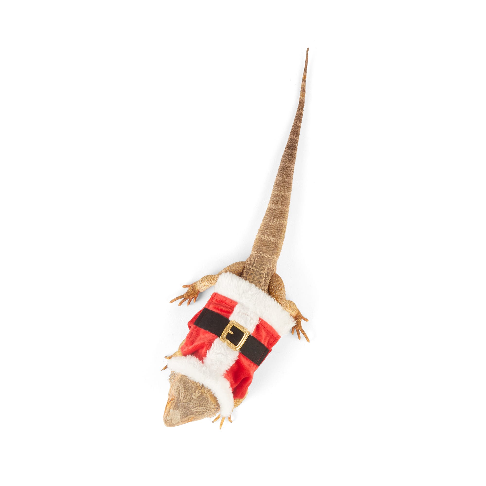 Merry Makings Santa Costume for Reptiles, Red