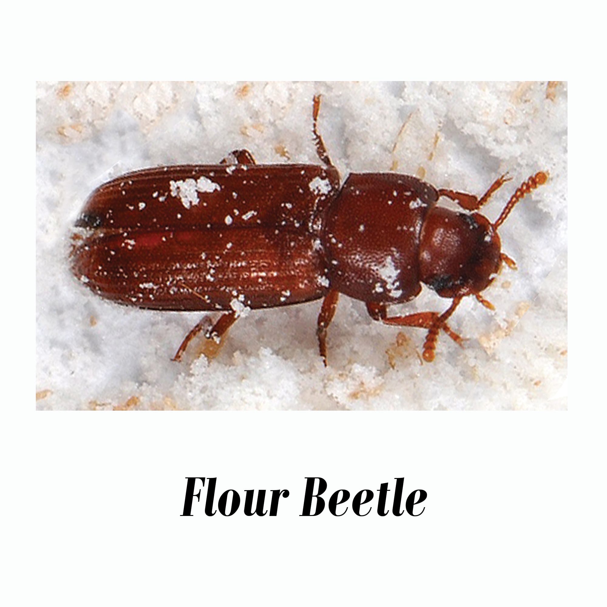 Rice Flour & Isopod Culture Combo Pack