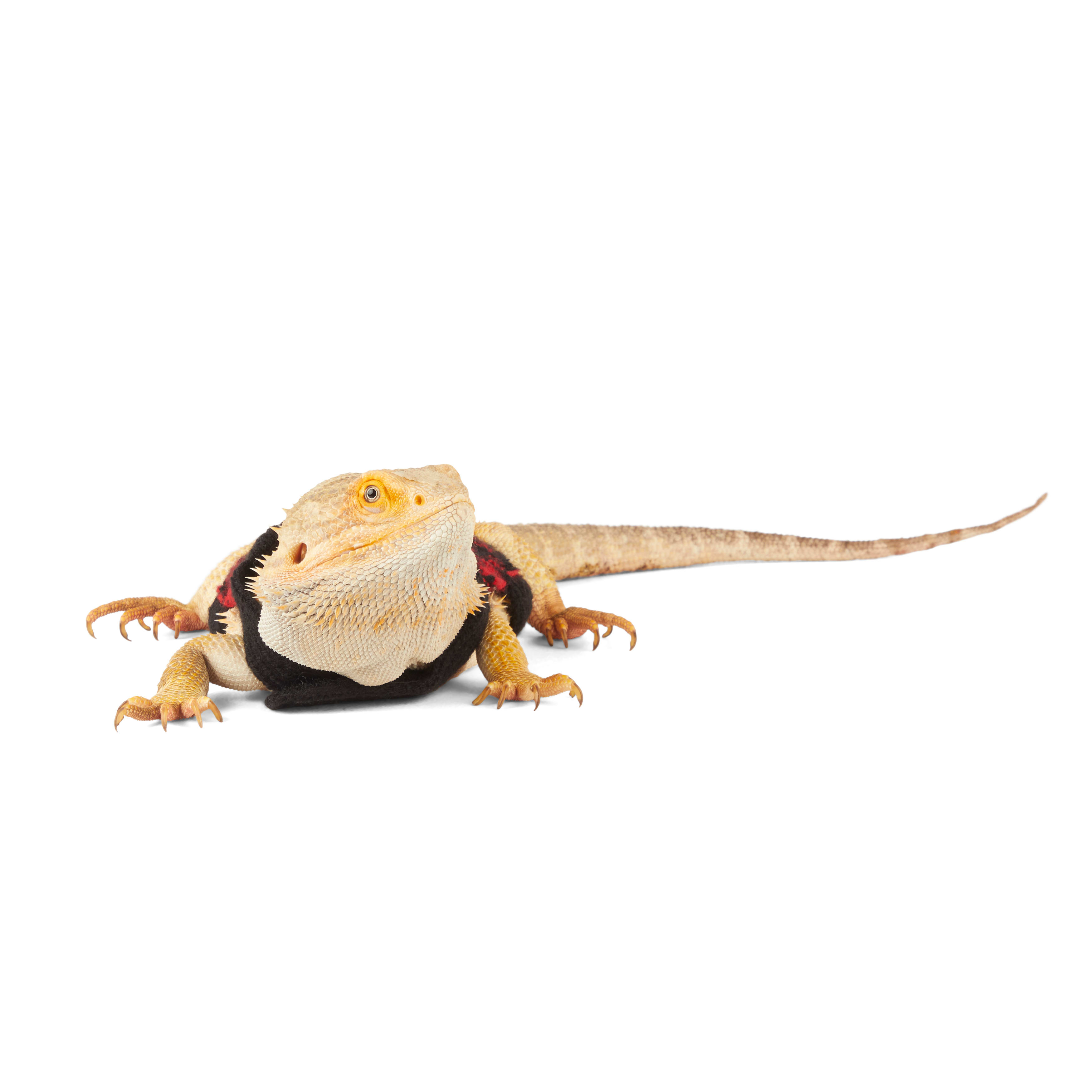 Merry Makings Buffalo Check Sweater for Reptiles, Red