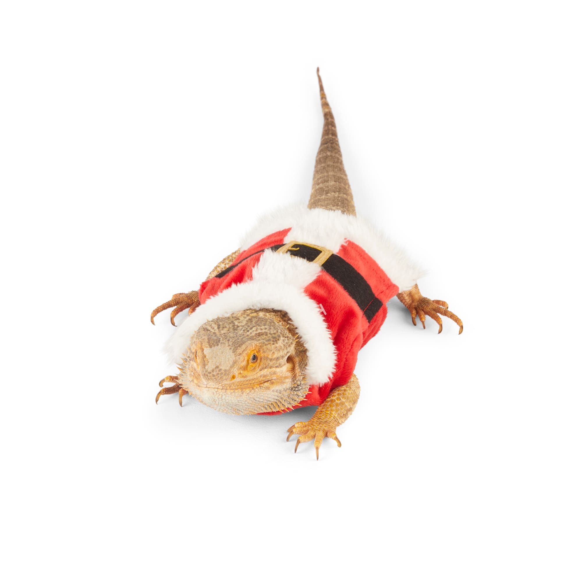 Merry Makings Santa Costume for Reptiles, Red
