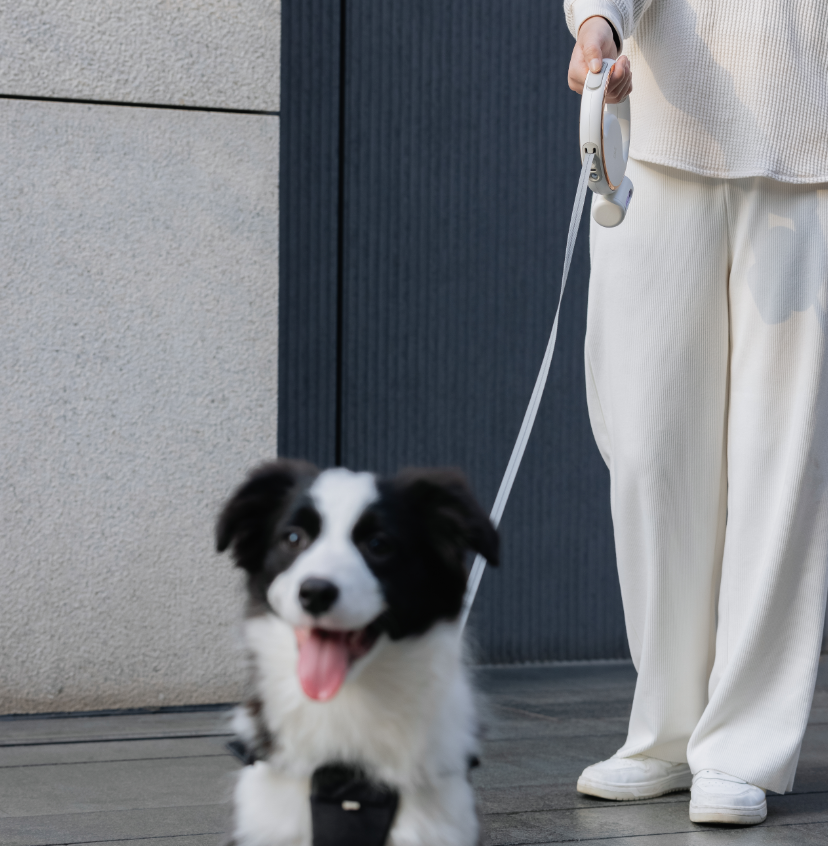 2023 New Designed Dog Leashes equipped with 500mAh battery for LED Torch Light Pet Rope 3 Meters Length for Outdoor Dog Walking