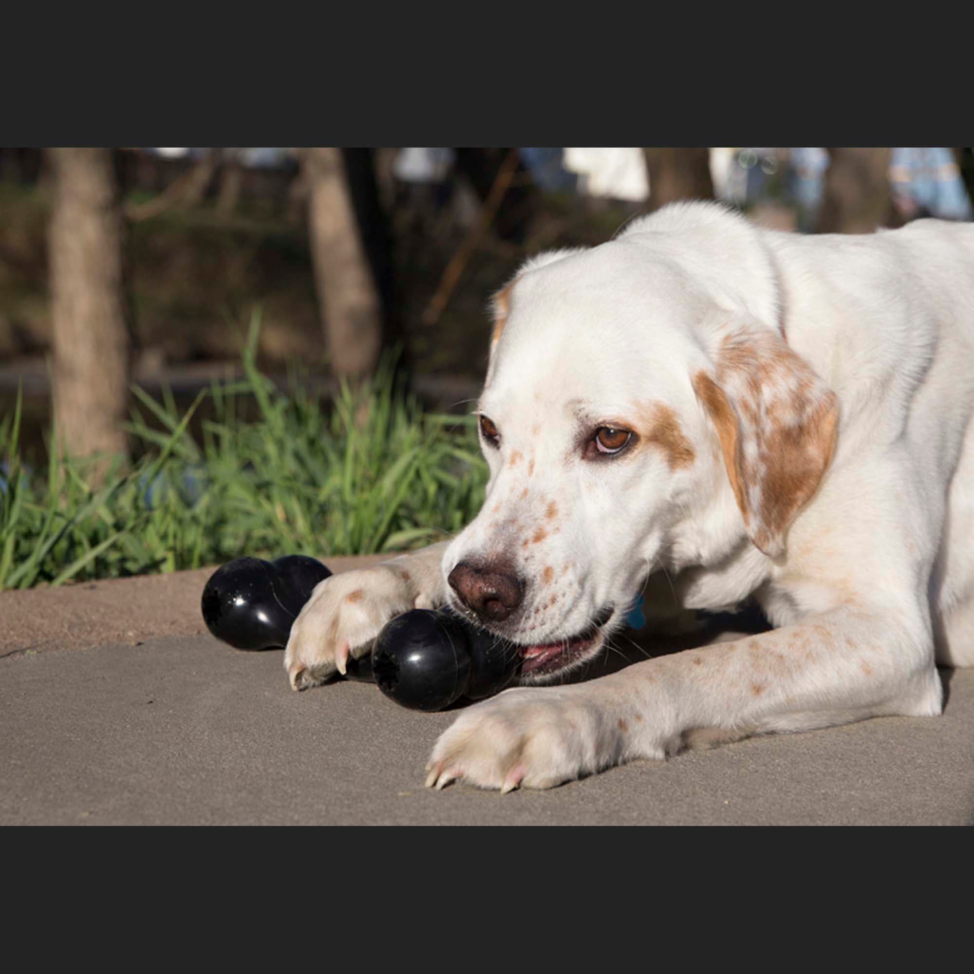 KONG Extreme Goodie Bone Dog Toy, Large