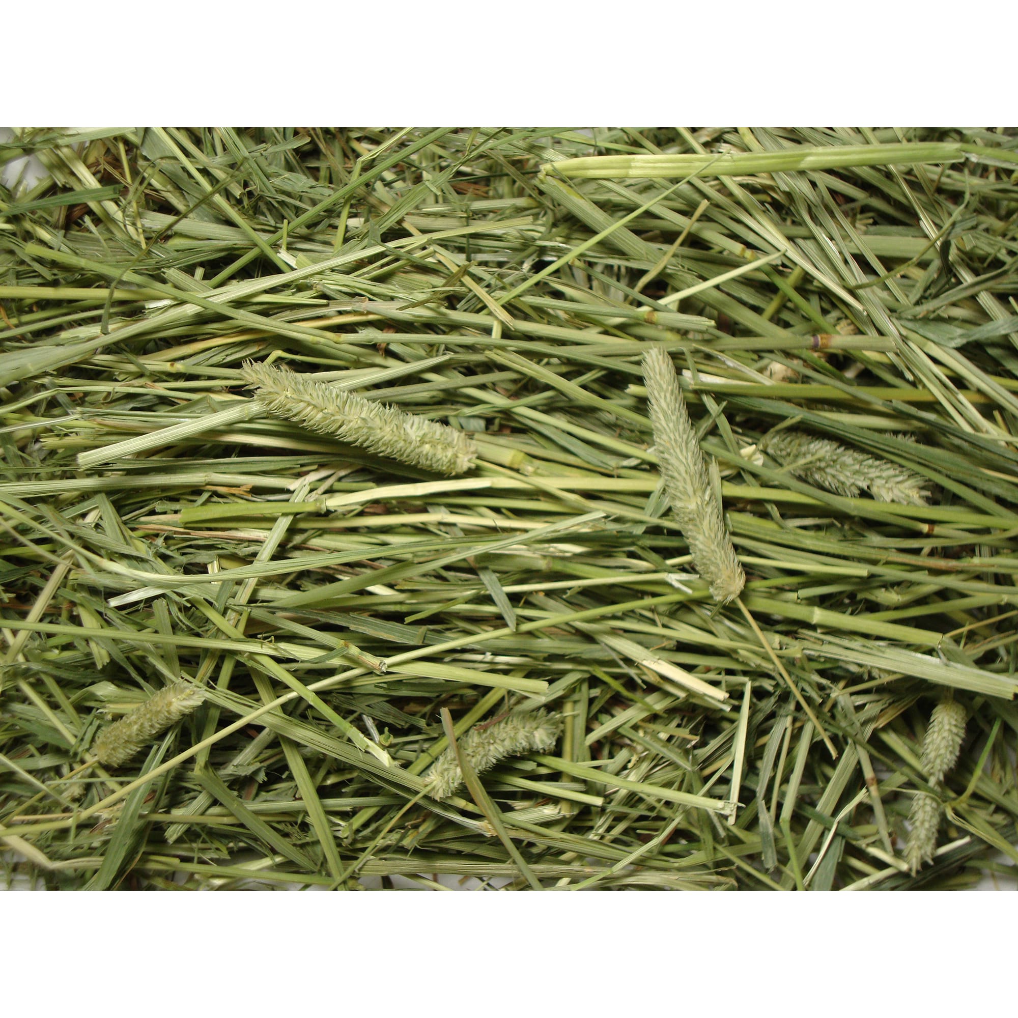 Brown's Tropical Carnival Natural Timothy Hay, 48 oz.