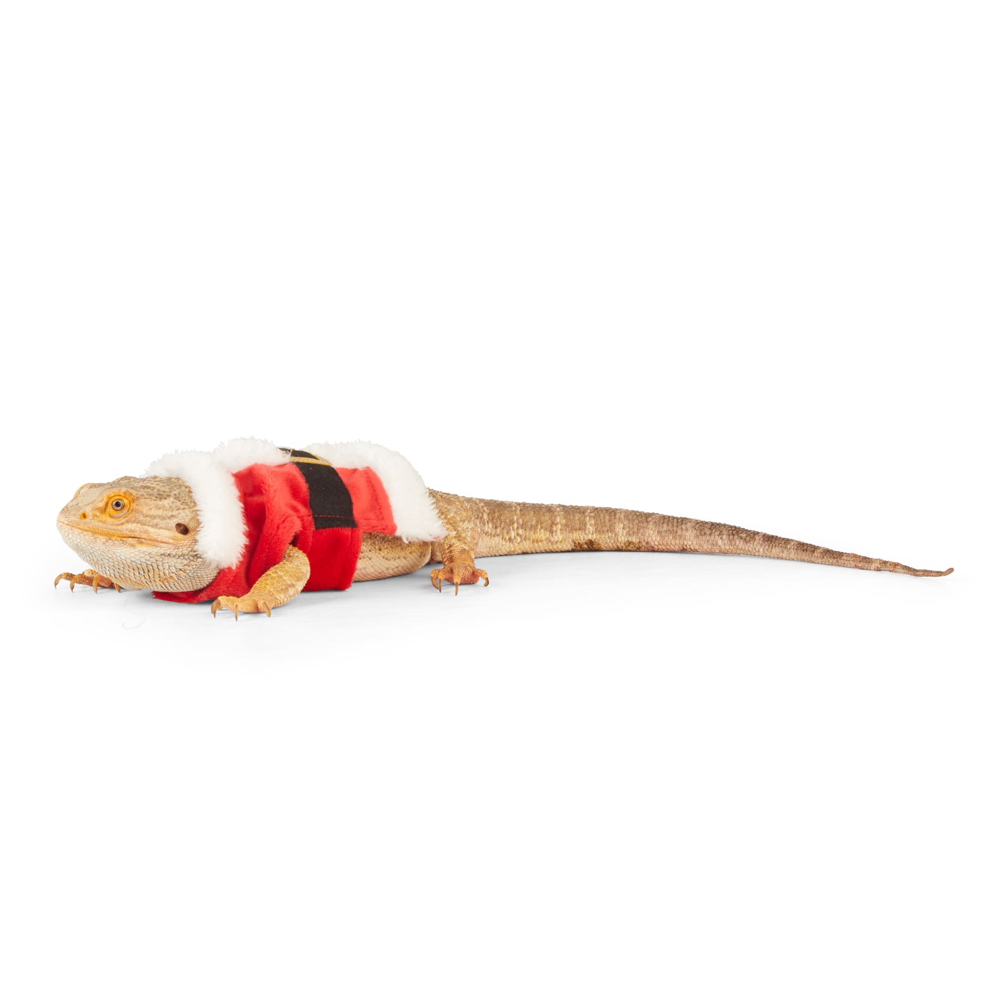 Merry Makings Santa Costume for Reptiles, Red