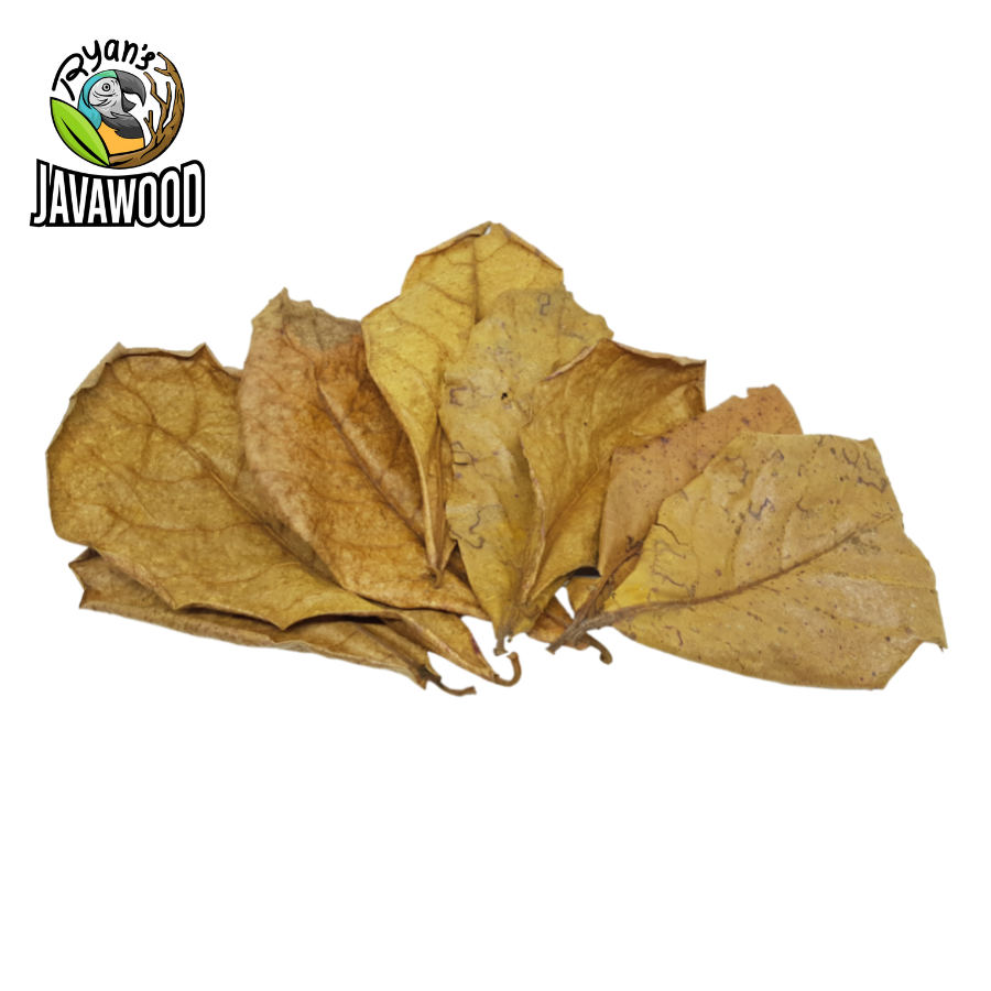 Bio Active Dried Mahogany, Bamboo, Jackfruit, Mango Leaves for Reptile Cage or House at Home from Central Java Indonesia