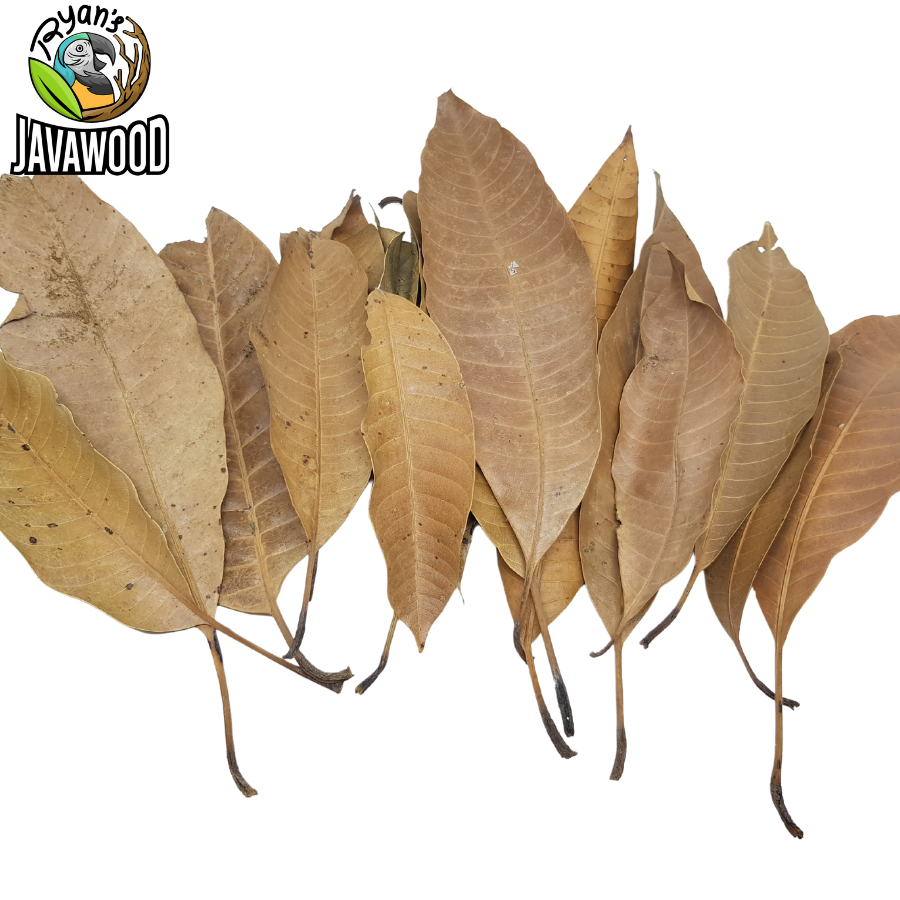 Bio Active Dried Mahogany, Bamboo, Jackfruit, Mango Leaves for Reptile Cage or House at Home from Central Java Indonesia