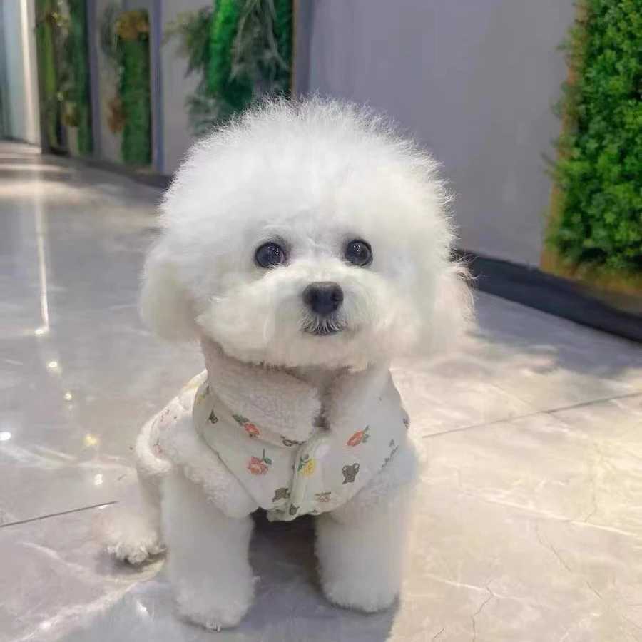 Pet Cute Bear Rose Coat Clothes Autumn Winter Plush Clip Cotton Traction Vest Teddy Bib Bear Dog Cat Thickened Cardigan CoatXJ241125