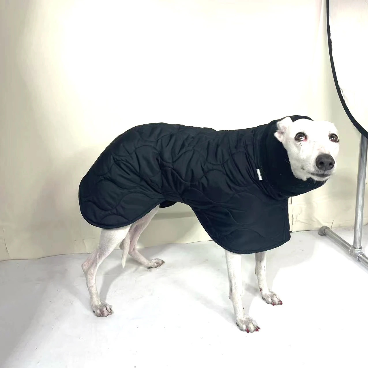 Winter Dog Outer Black Quilted Turtle Collar Dog Coat Warm Italian Greyhound Adjustable Cotton Whippet 241125