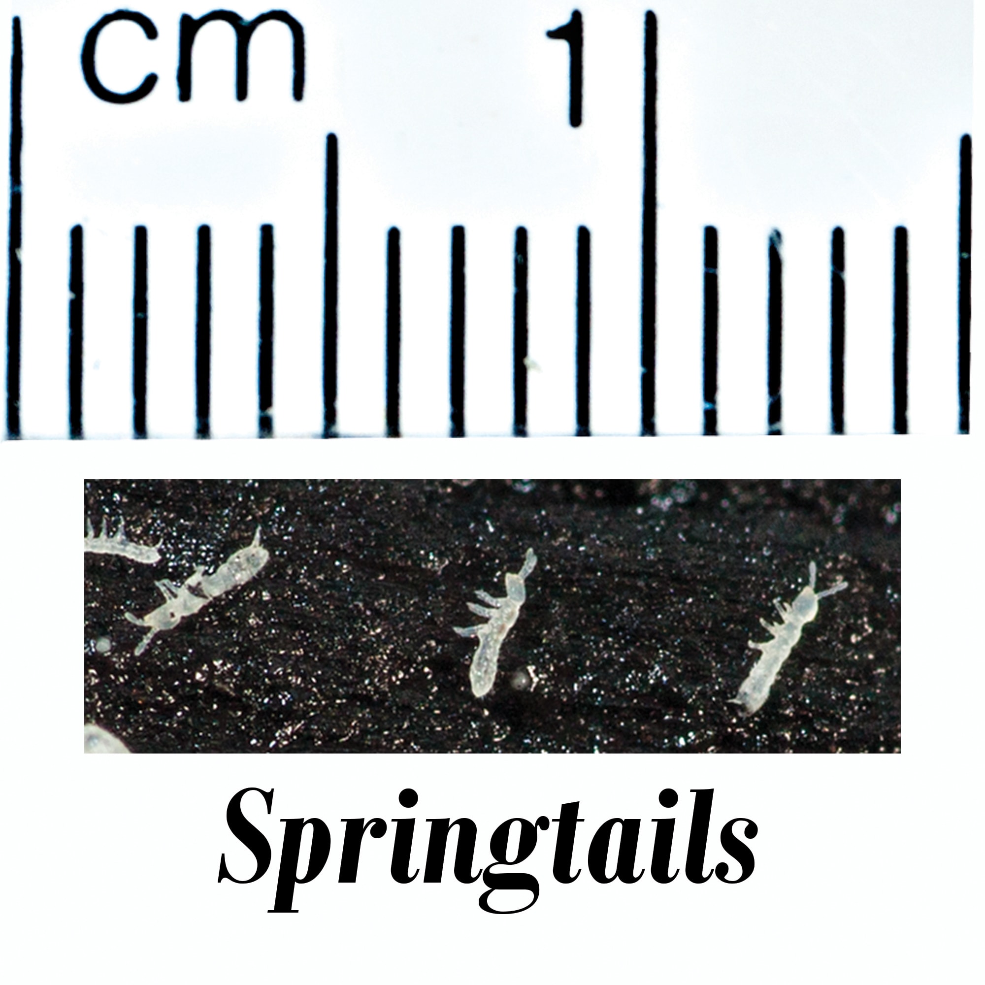 Springtail Culture (Collembola sp.), Pack of 4