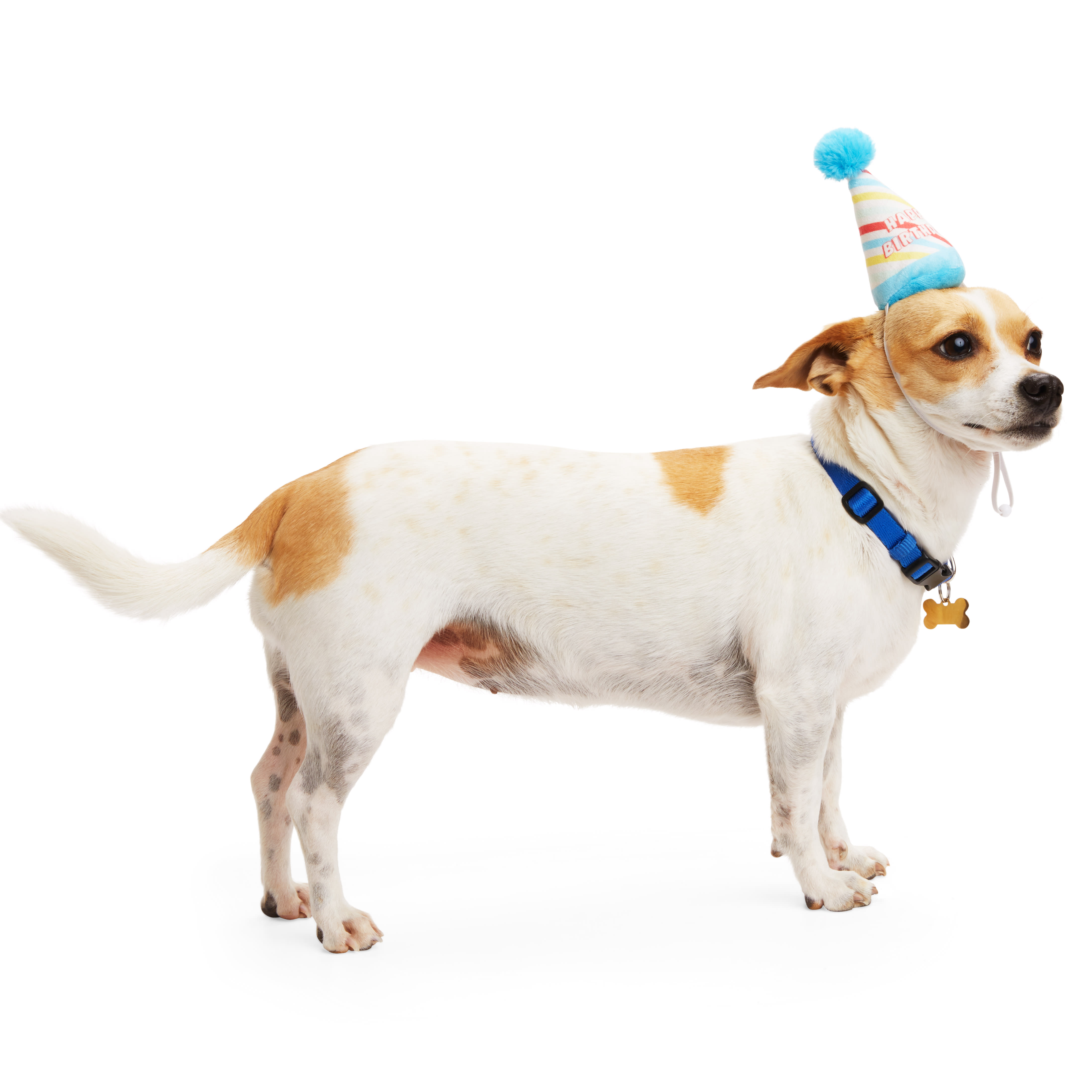 YOULY Birthday Dog Hat, Small/Medium