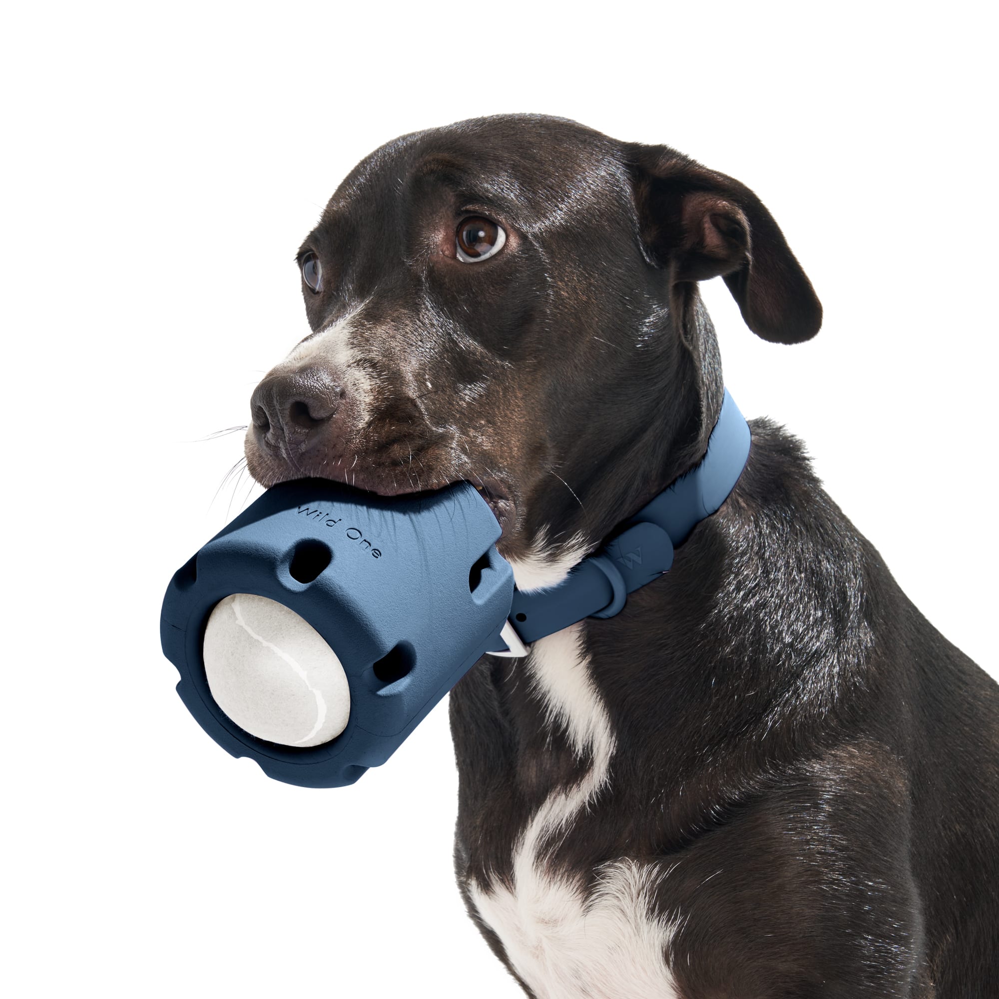 Wild One Navy Tennis Tumble Dog Toy, Medium