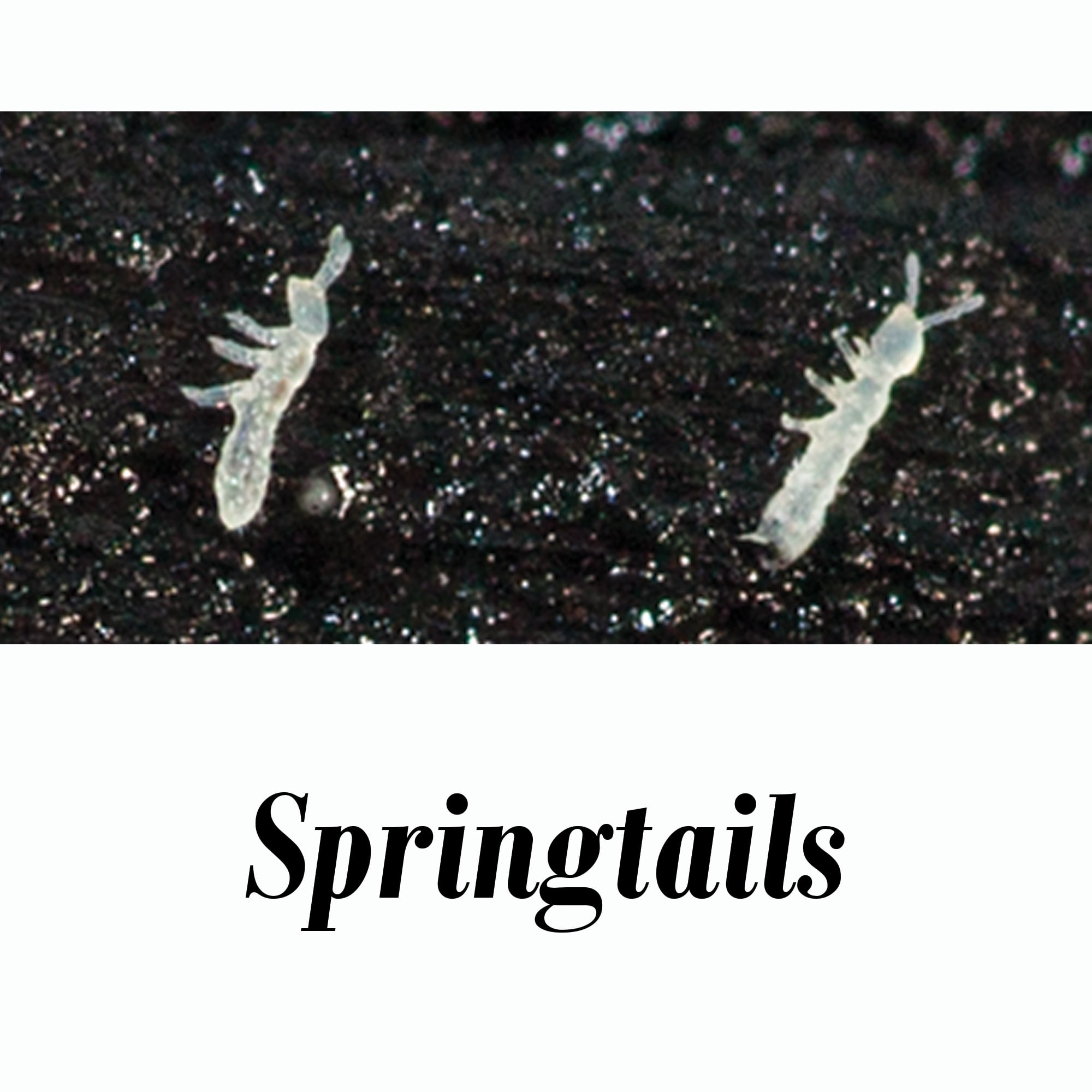 Springtail Culture (Collembola sp.), Pack of 4