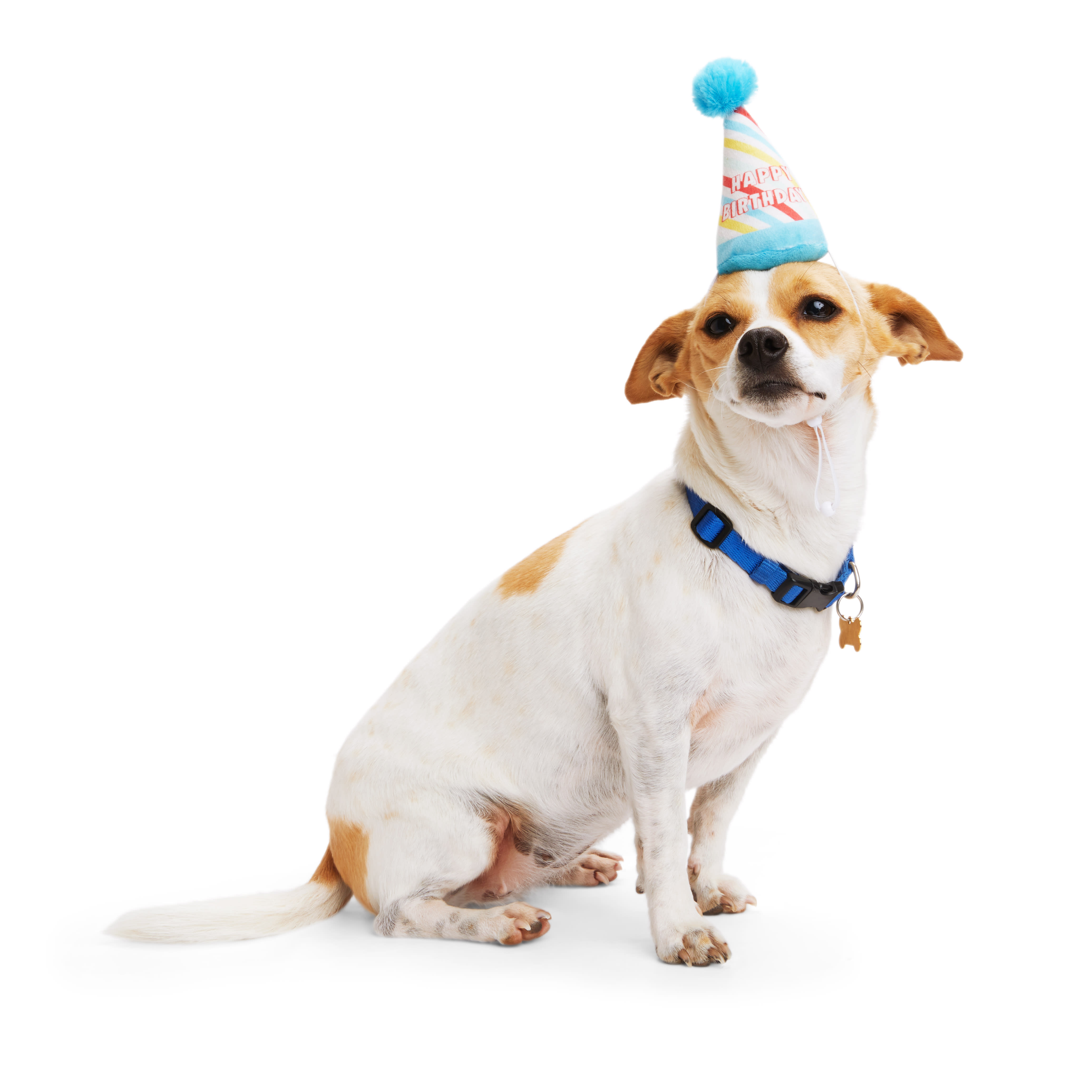 YOULY Birthday Dog Hat, Small/Medium