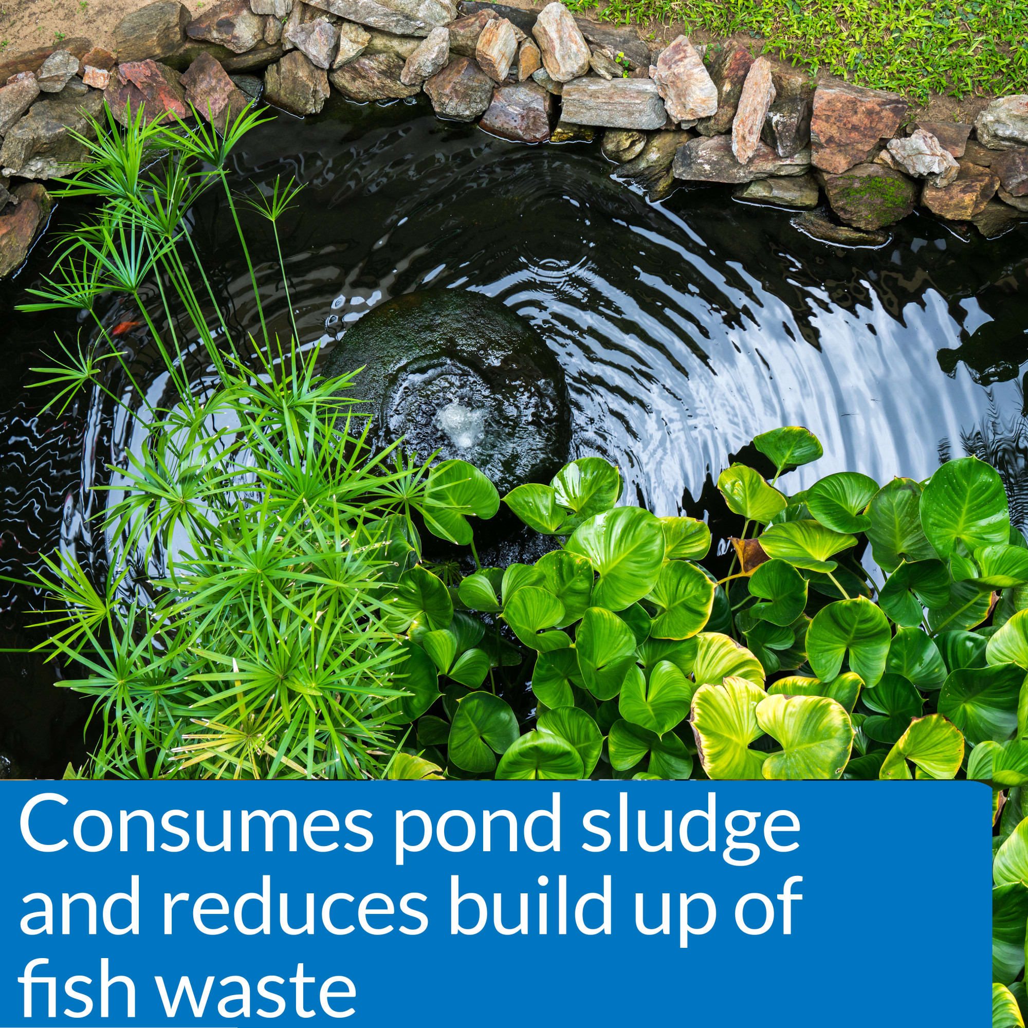 API PondCare Pond-Zyme with Barley, 8 oz.