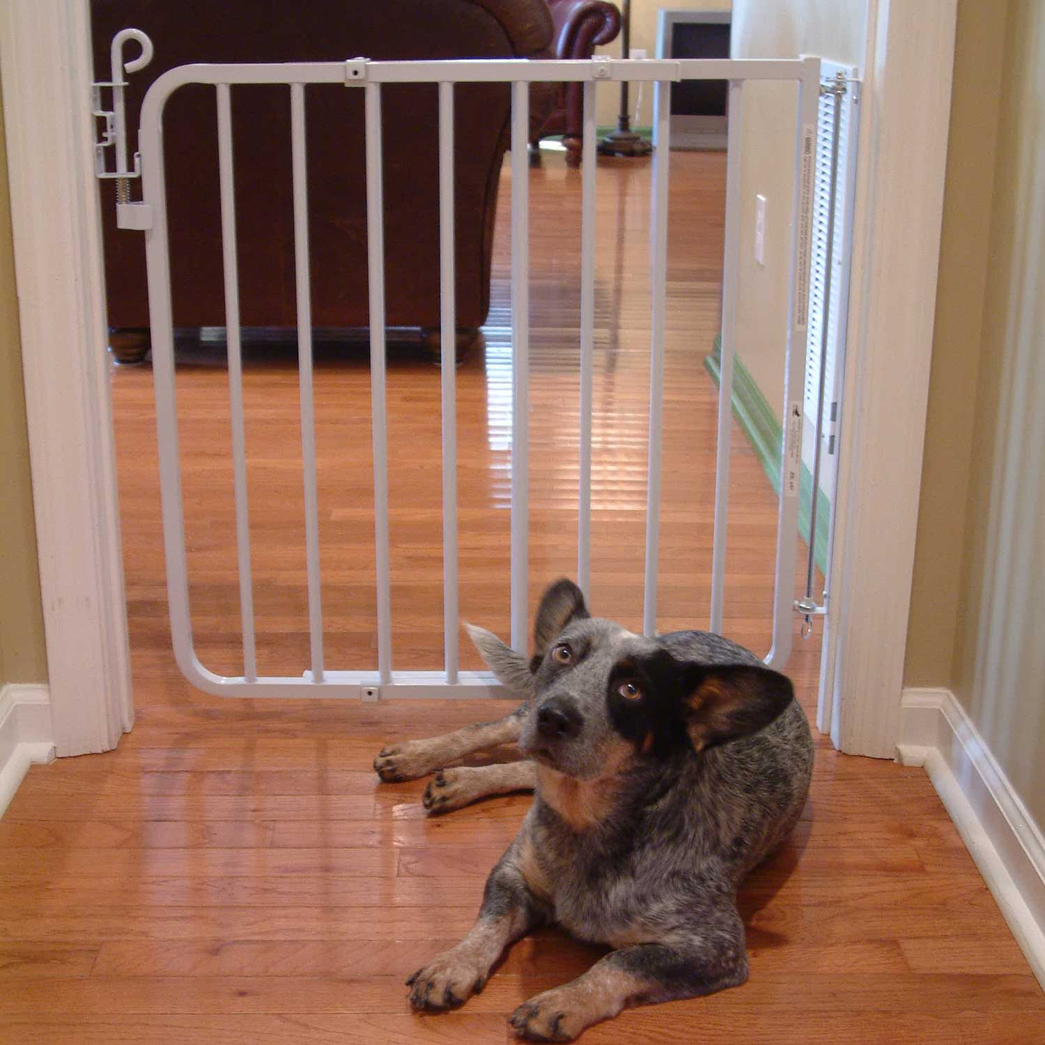 Cardinal Gates White Auto-Lock Pet Gate, 1" L X 40.5" W X 29.5" H