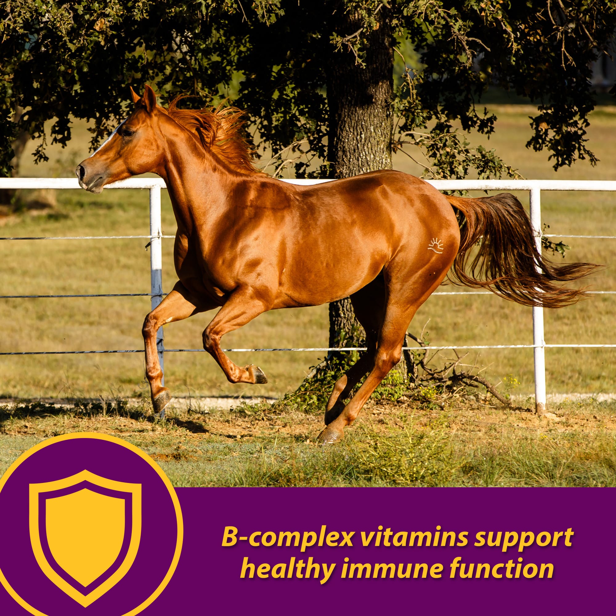 Horse Health Red Cell Vitamin-Iron-Mineral, 32 fl. oz.