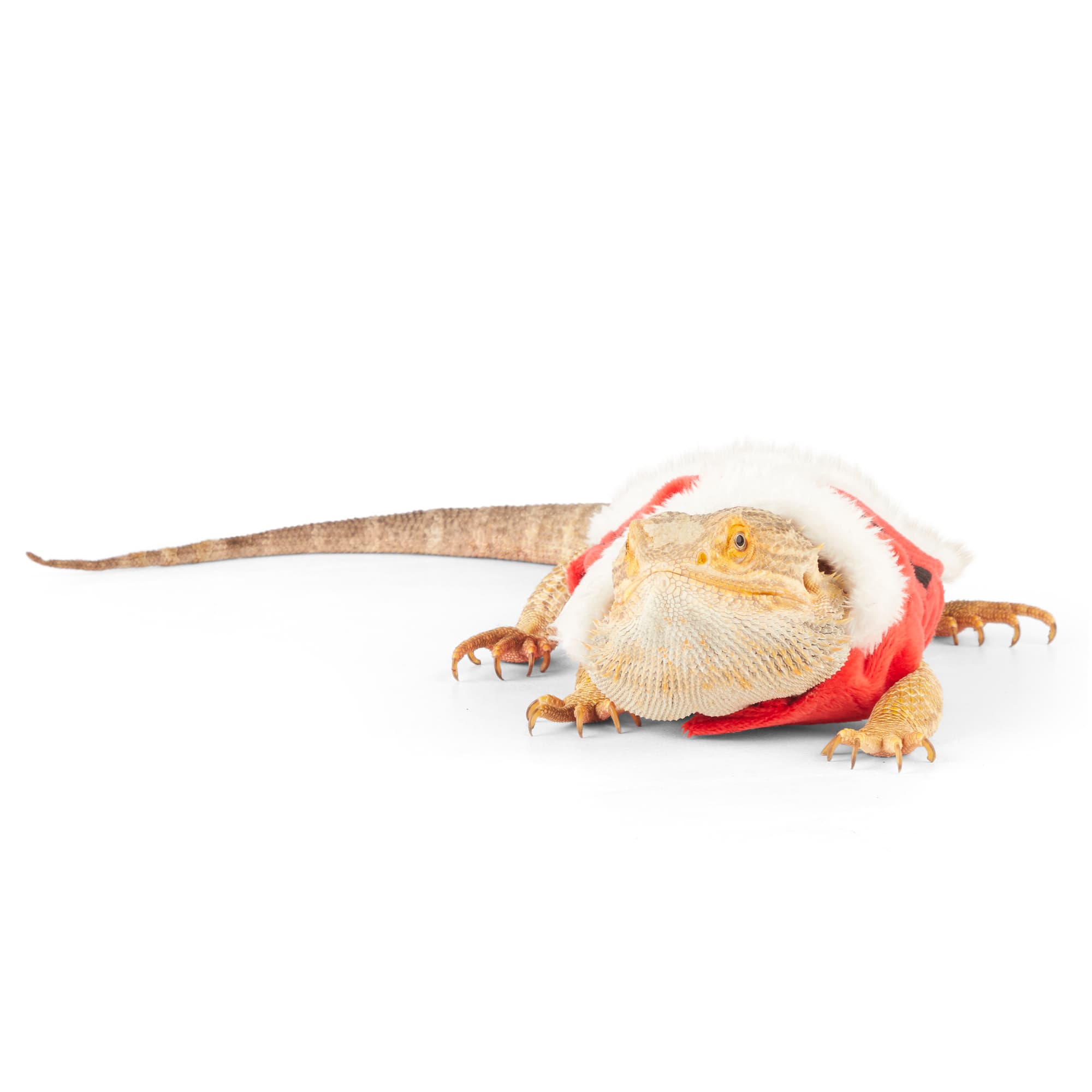 Merry Makings Santa Costume for Reptiles, Red