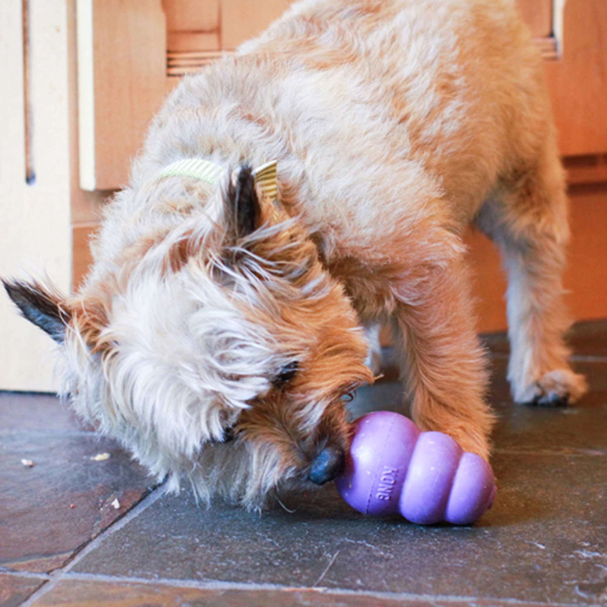 KONG Senior Dog Toy, Medium