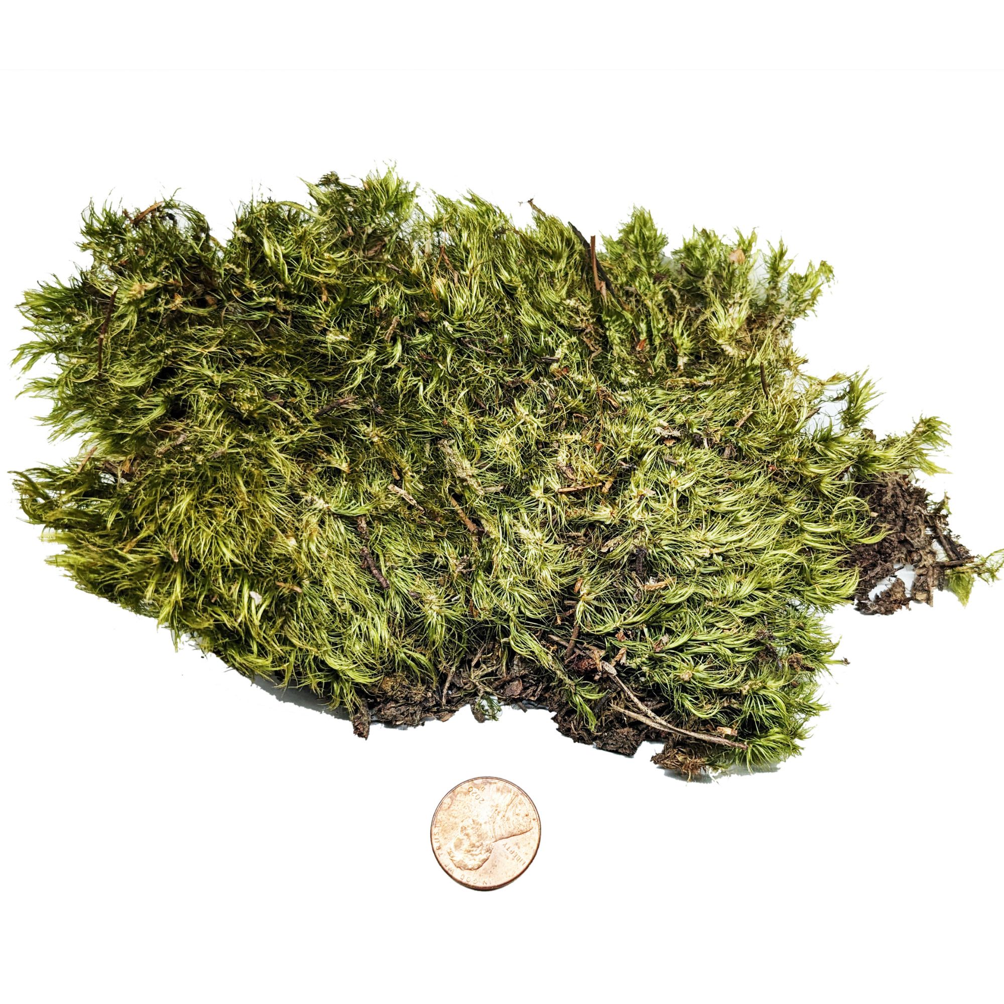 Josh's Frogs Dried Mood Moss, 1 Gallon
