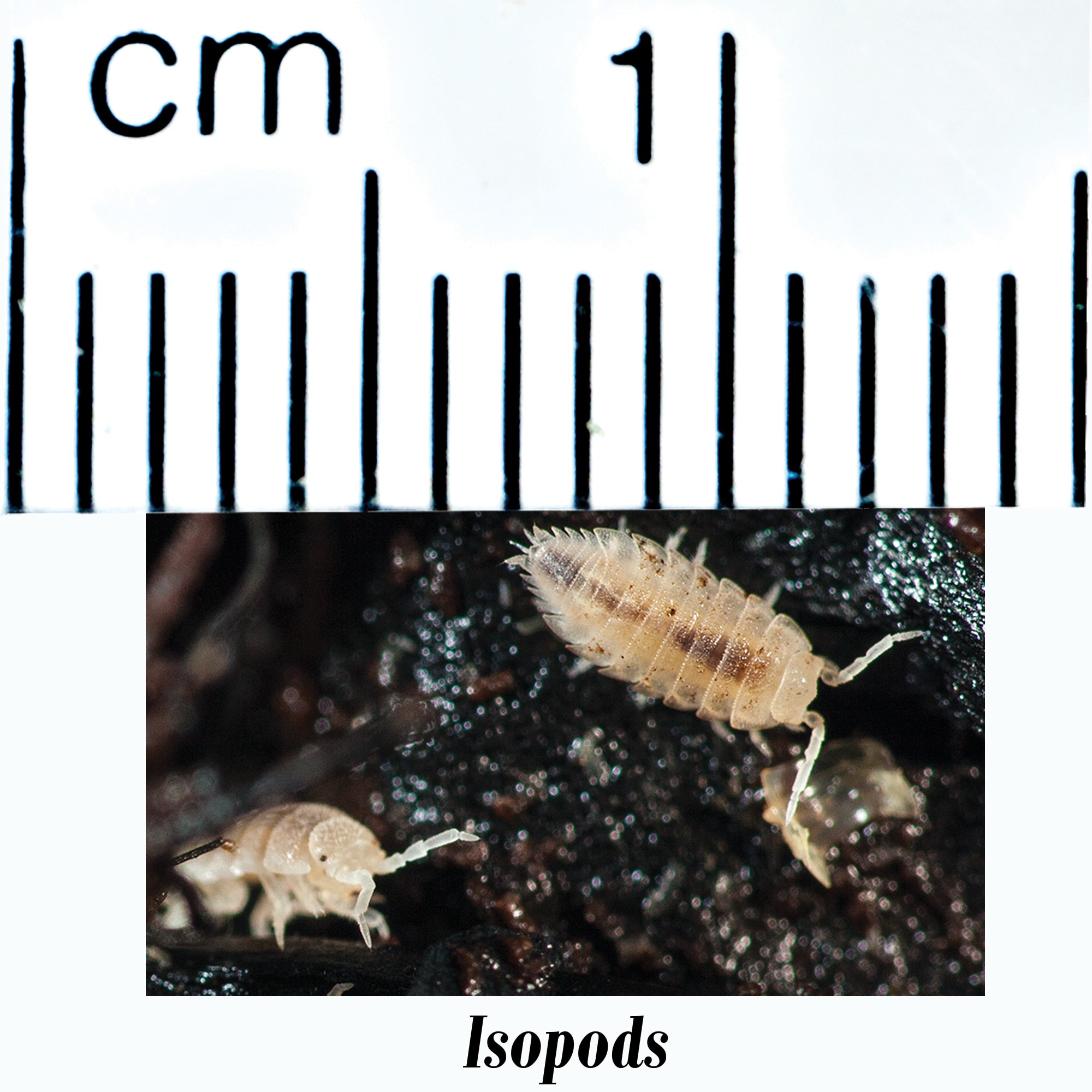 Rice Flour & Isopod Culture Combo Pack