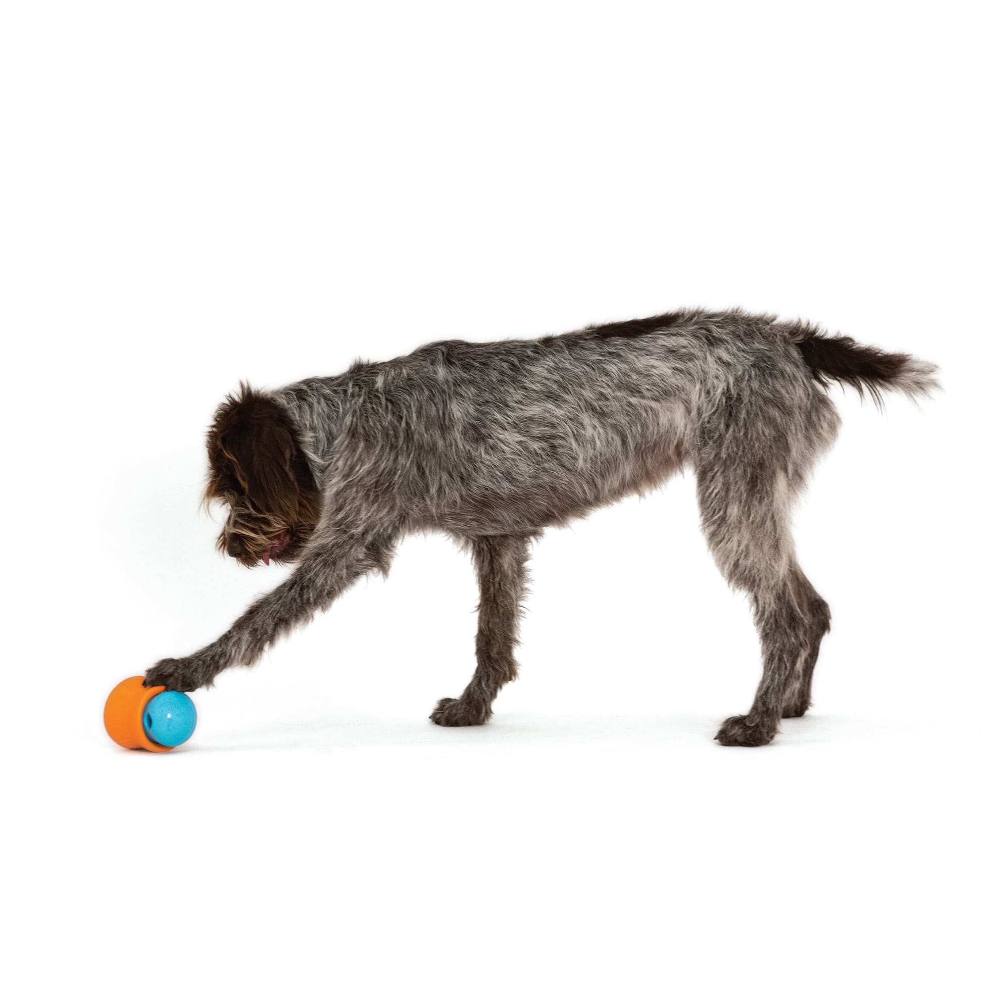West Paw Toppl Assorted Color Dog Toy, Small