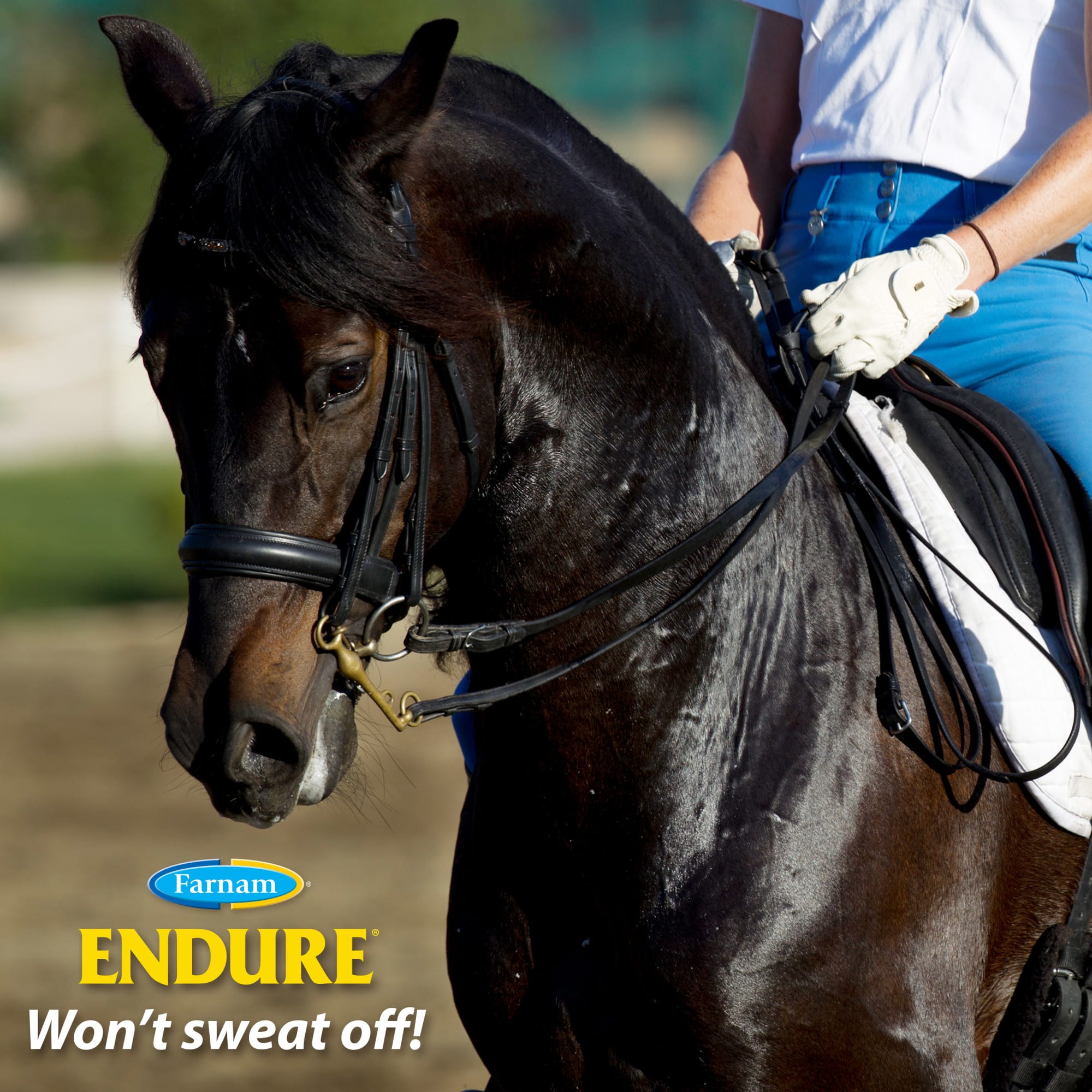 Farnam Endure Sweat-Resistant Fly Spray for Horses, 32 fl. oz.