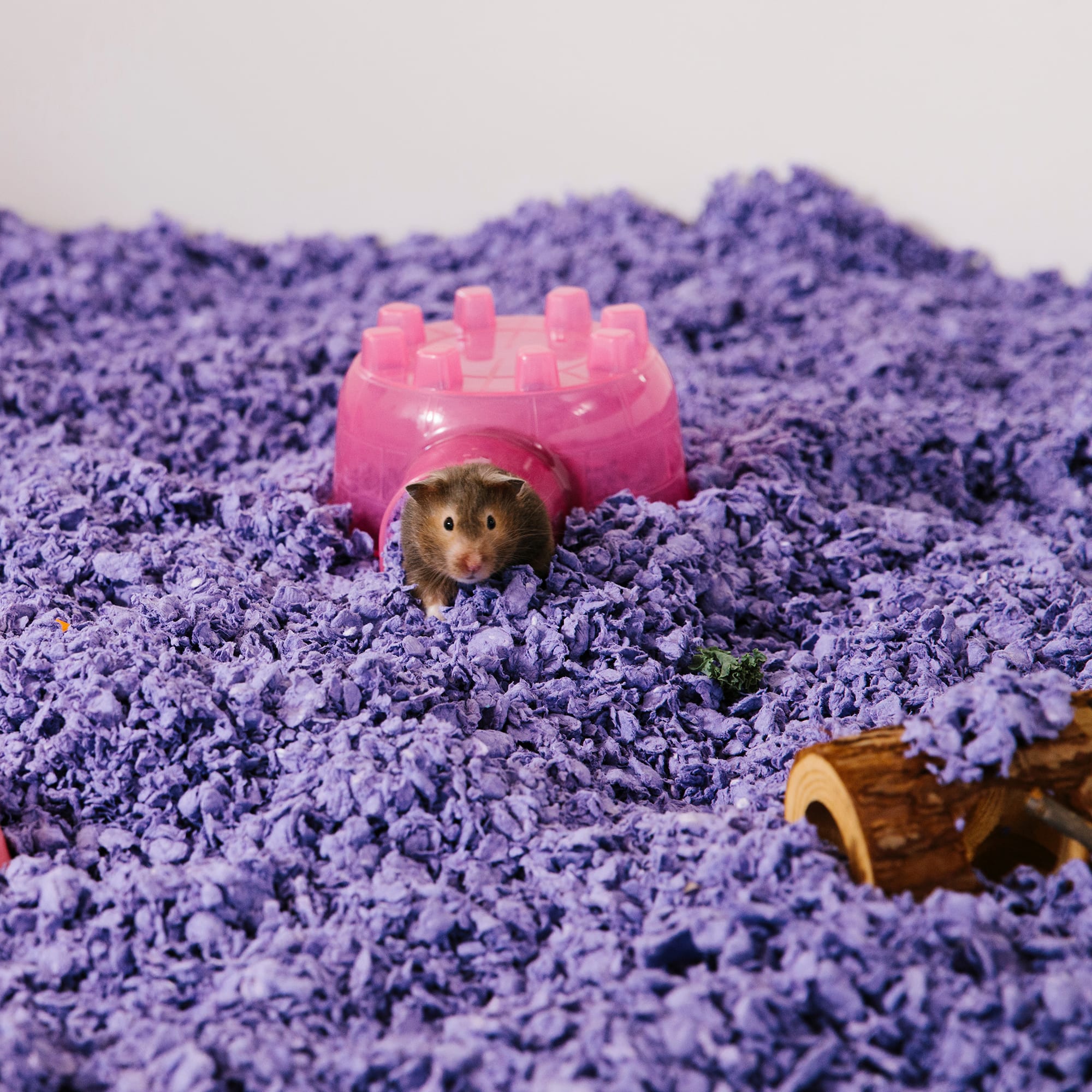 Carefresh Playful Purple Small Pet Bedding, 23 Liter