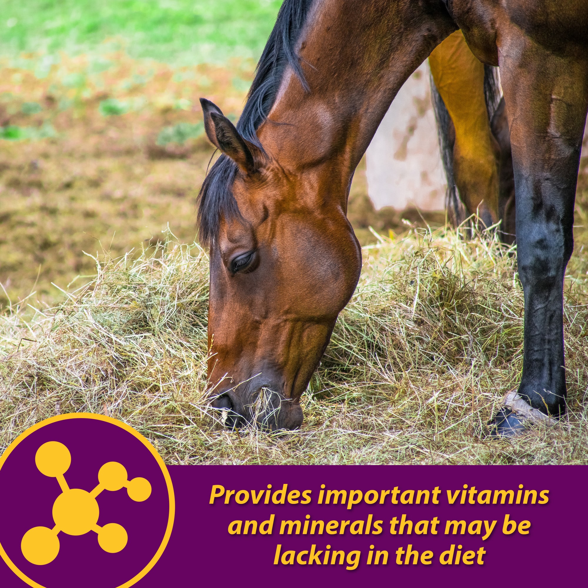 Horse Health Red Cell Vitamin-Iron-Mineral, 32 fl. oz.