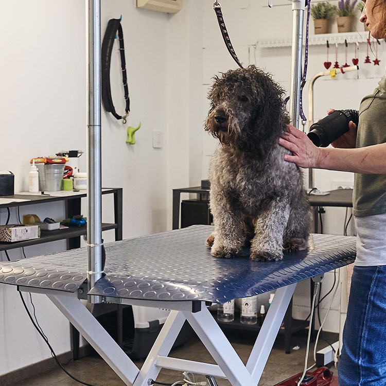 Low-Low dog grooming equipment non slip rubber power quiet low low Electric lifting pet grooming table With socket