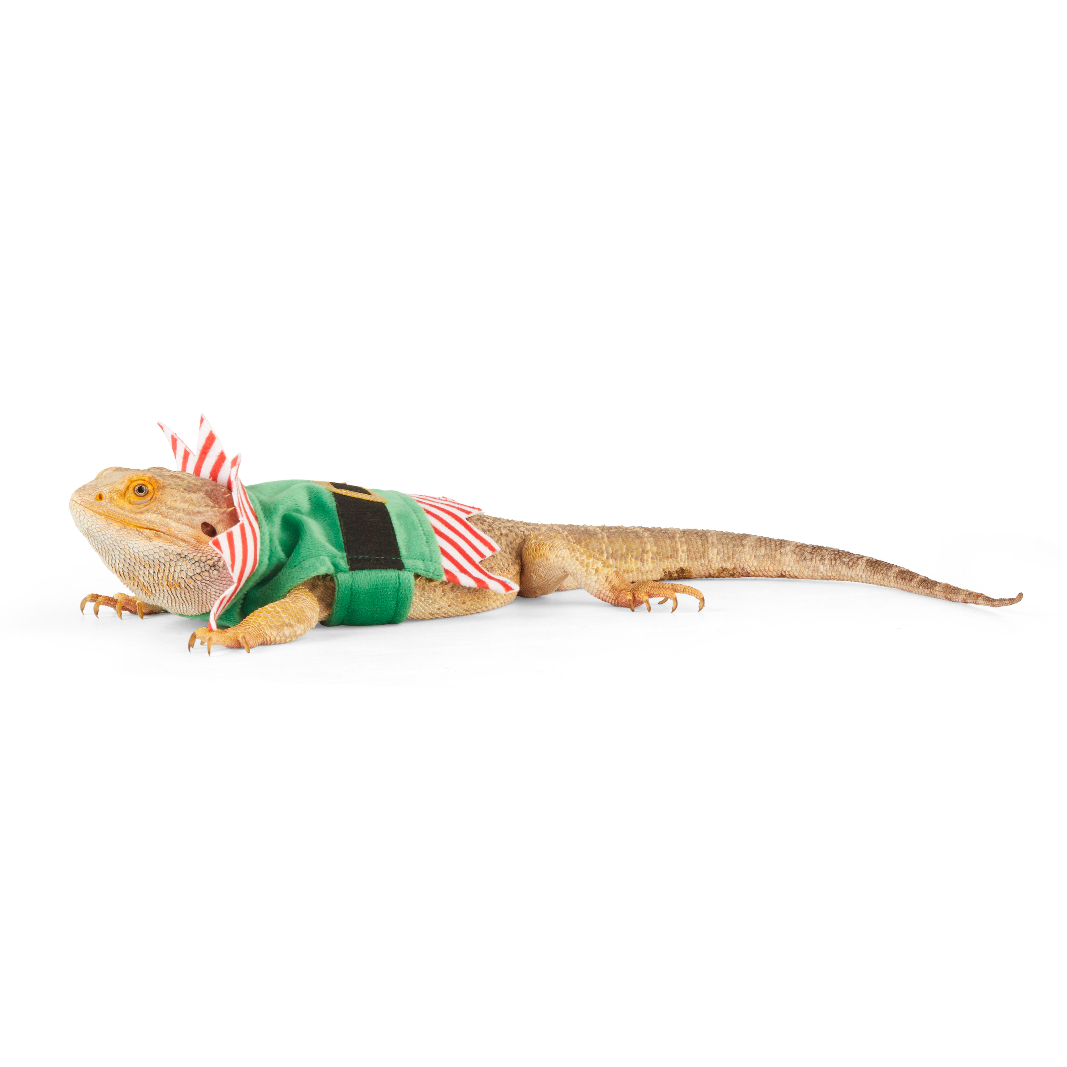 Merry Makings Elf Costume for Reptiles, Green